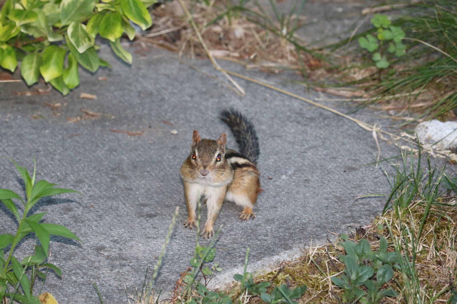 Canon EOS 750D (EOS Rebel T6i / EOS Kiss X8i) sample photo. Chipmunk, animal, cute photography