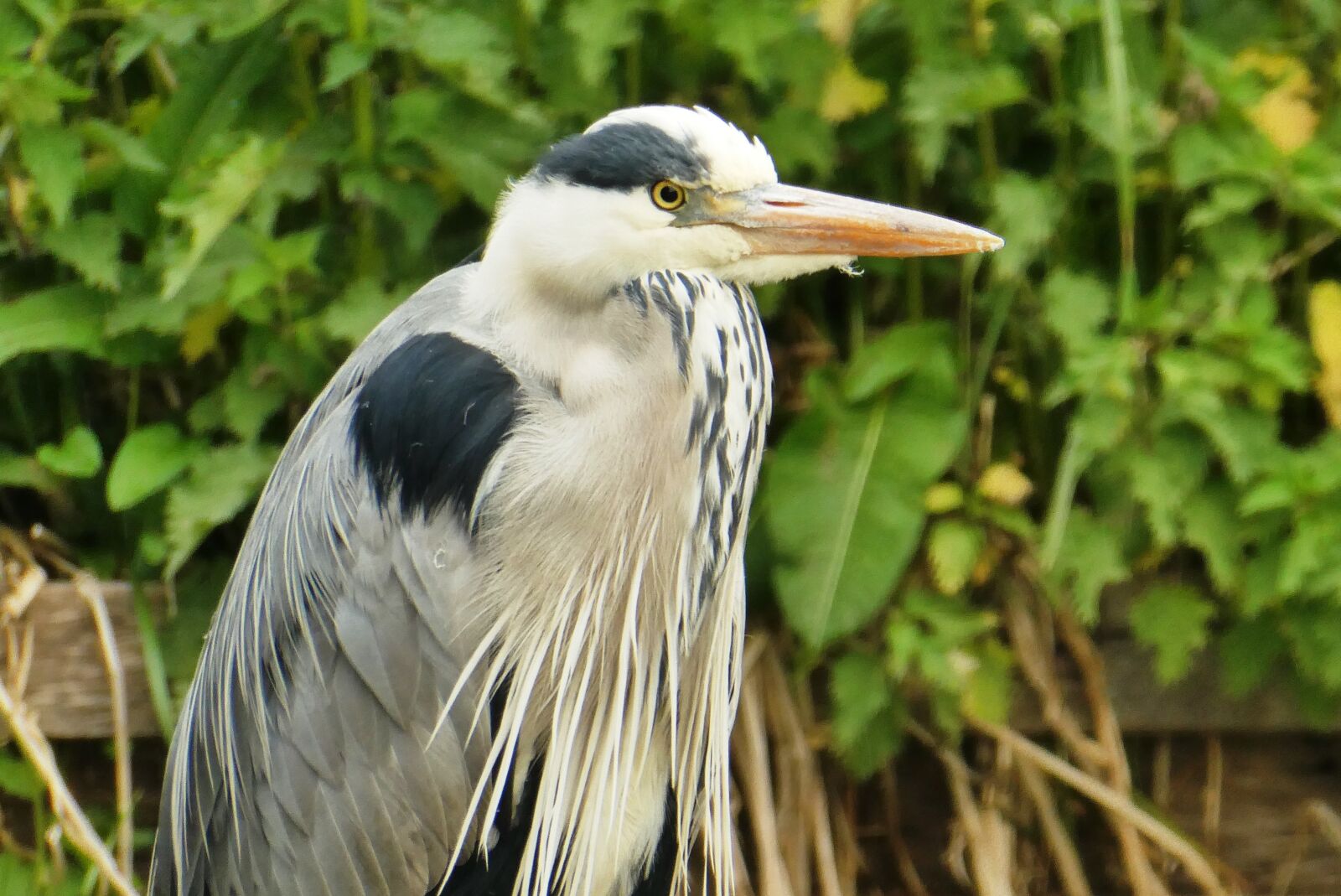 Panasonic Lumix DC-ZS70 (Lumix DC-TZ90) sample photo. Heron, head, feathers photography