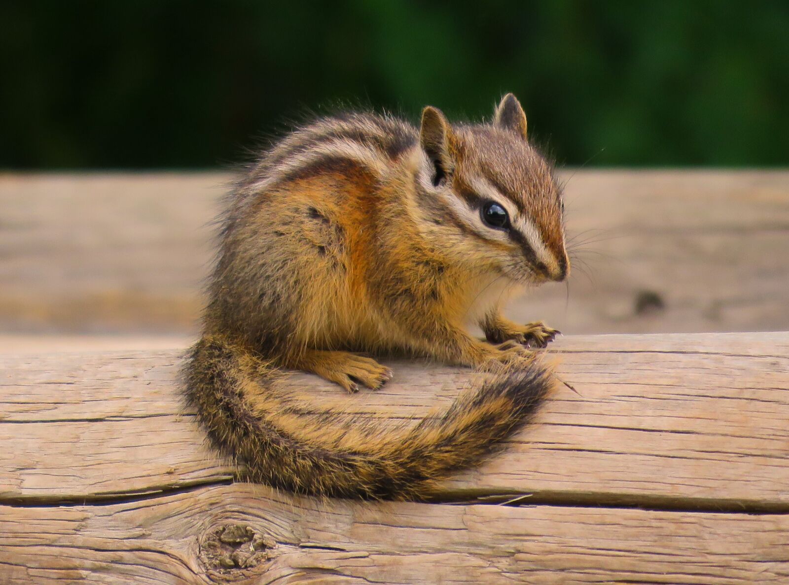 Canon PowerShot SX60 HS sample photo. Chipmunk, wildlife, cute photography