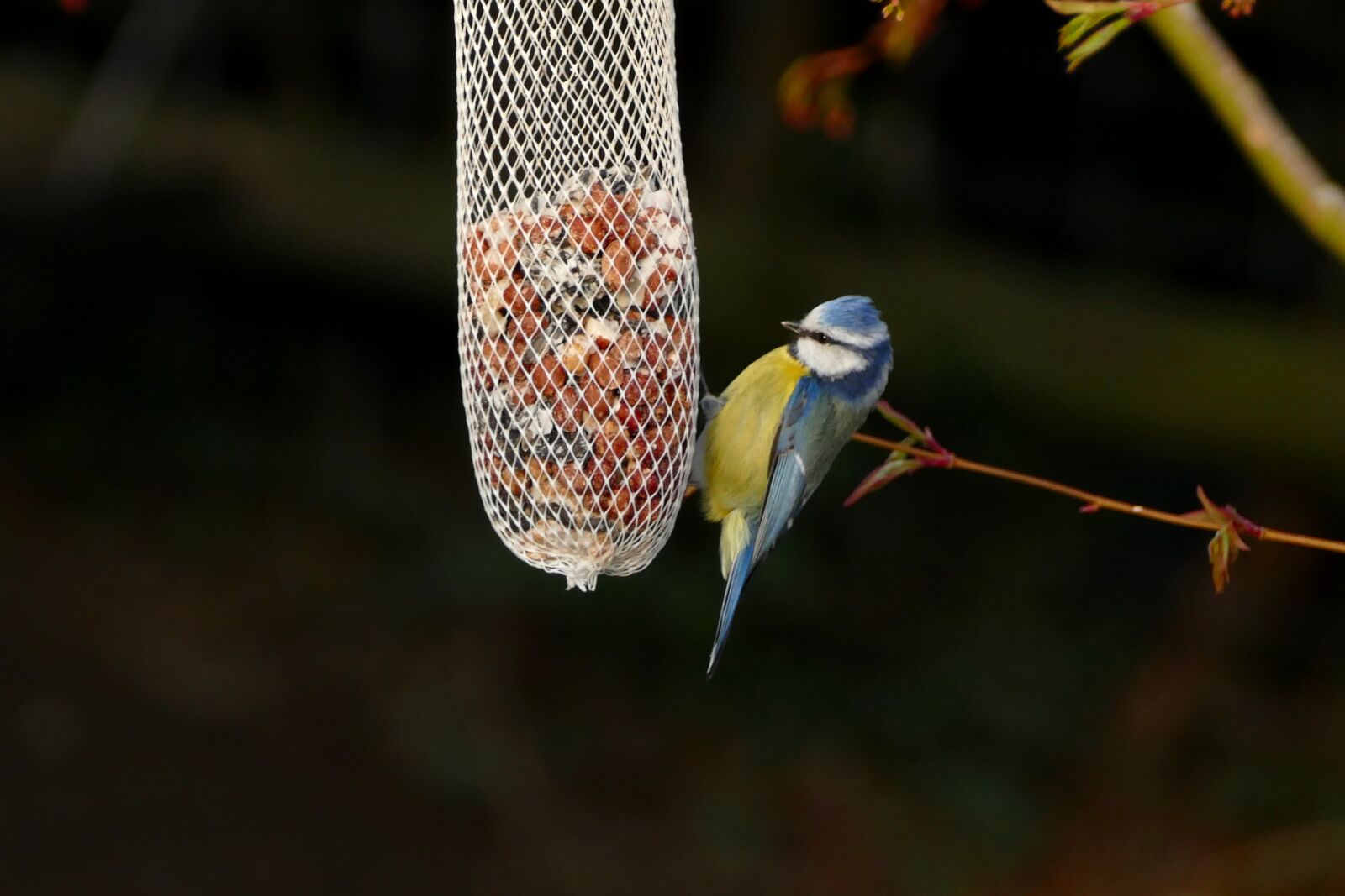 Panasonic Lumix DMC-FZ1000 sample photo. Blue tit, cyanistes caeruleus photography