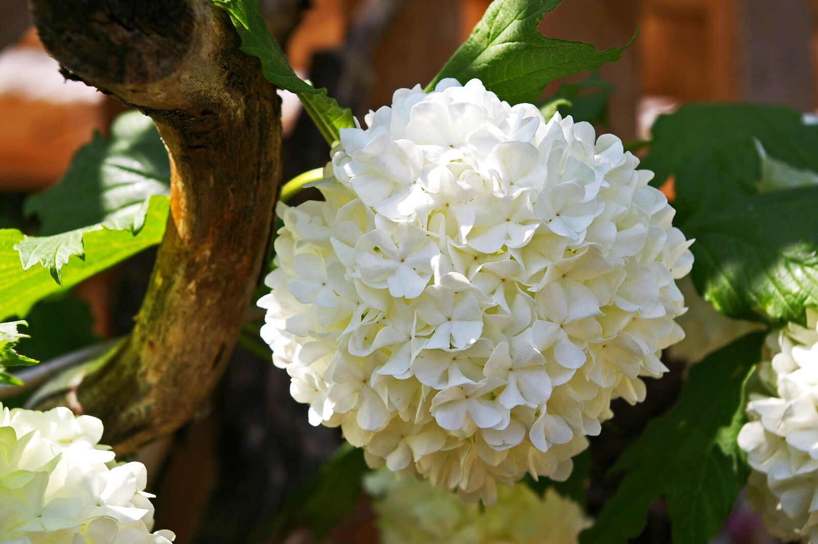 Pentax *ist DL2 sample photo. Snow ball, bush, white photography