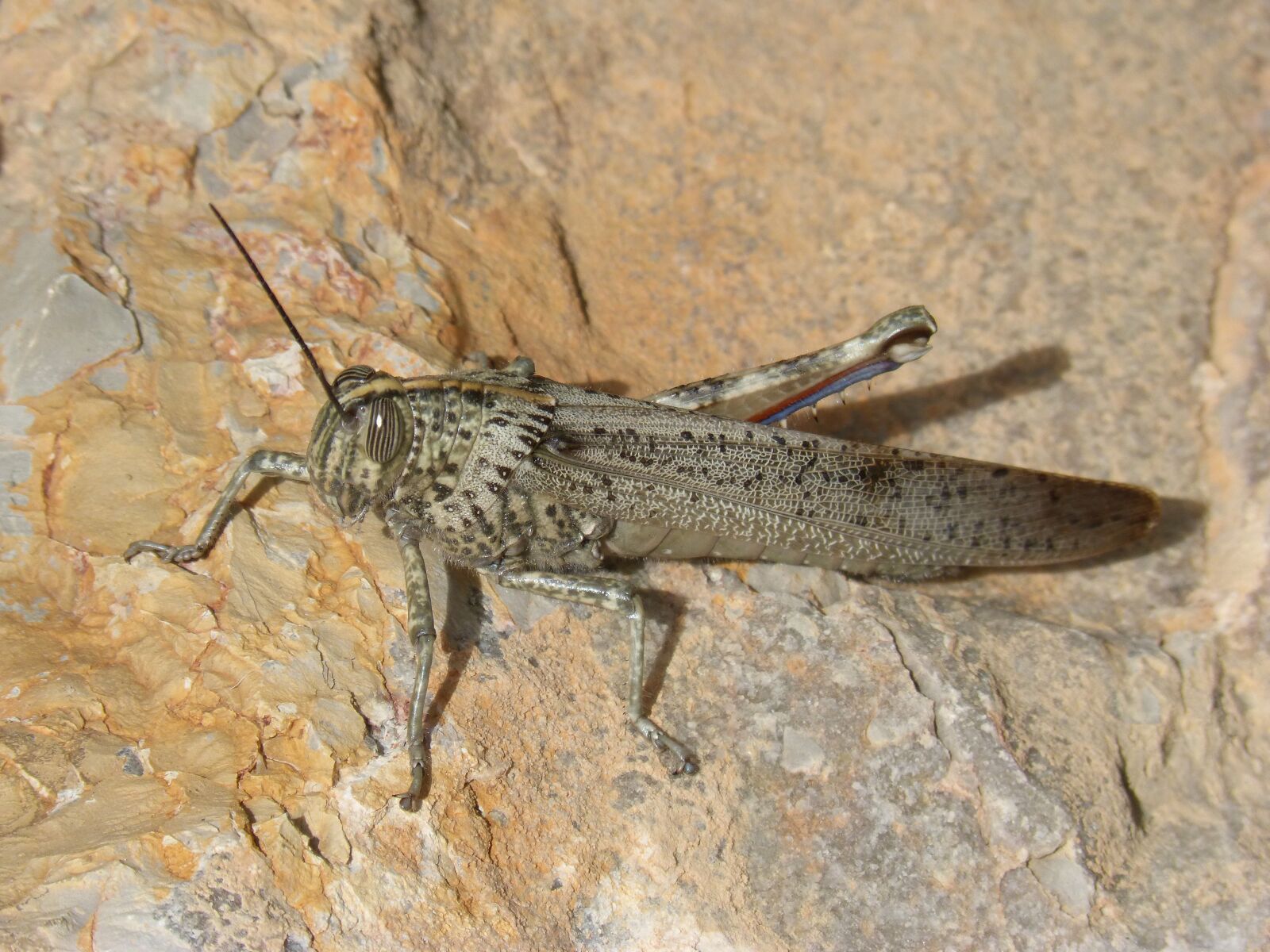 Panasonic DMC-FZ62 sample photo. Grasshopper, lobster, rock photography