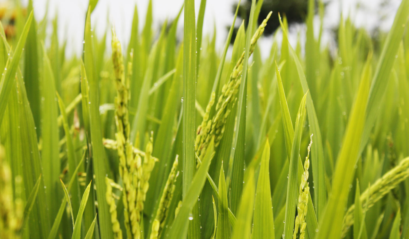 Canon EOS 550D (EOS Rebel T2i / EOS Kiss X4) sample photo. Green, indonesia, nature, plant photography