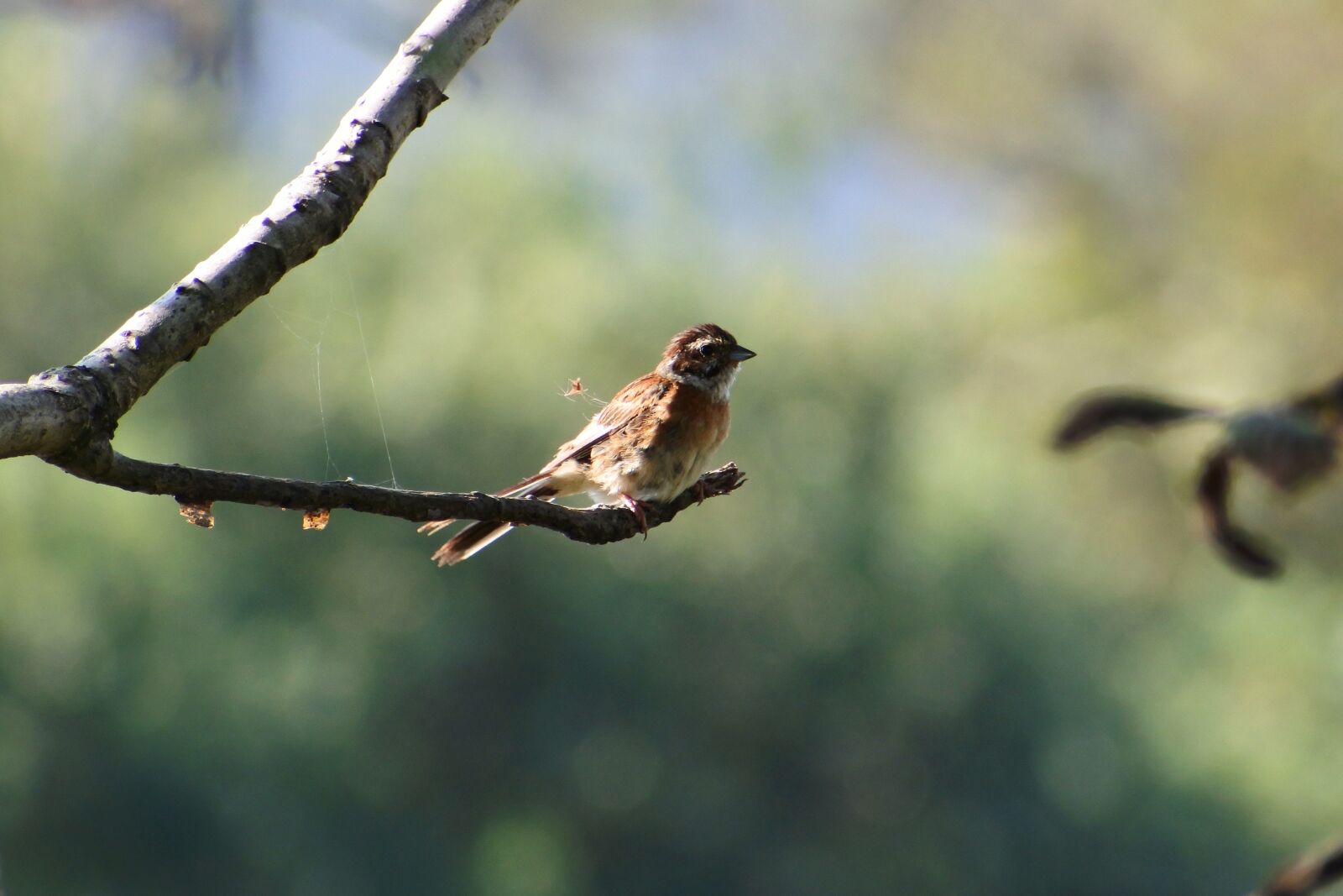 VR 70-300mm f/4.5-6.3G sample photo. Animal, forest, twigs photography