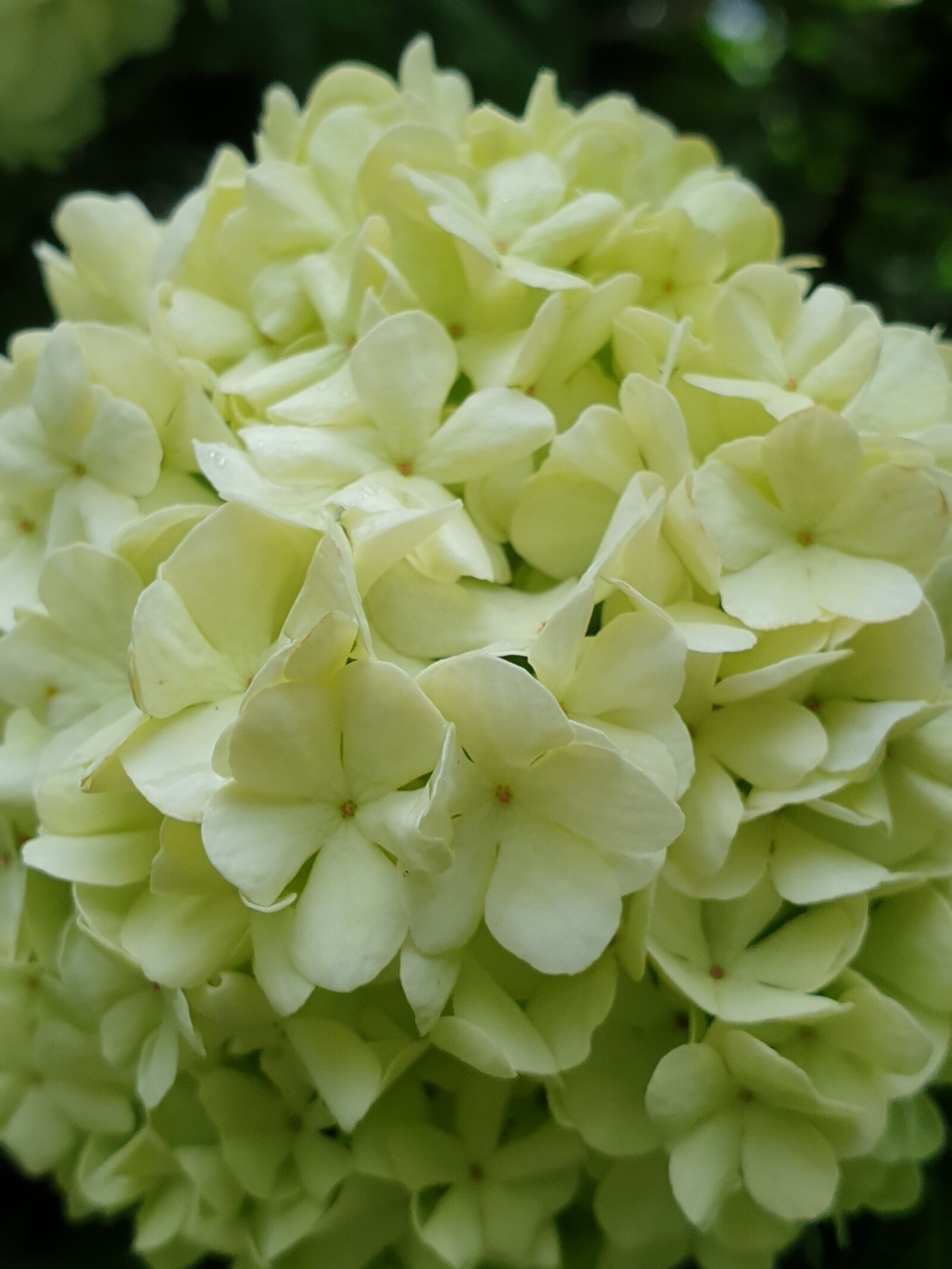 Samsung Galaxy Note9 sample photo. Flower, white, hydrangea photography