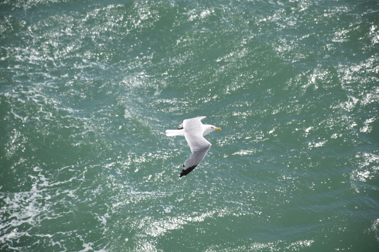 Nikon D3300 sample photo. Seagull, möwe, bird photography