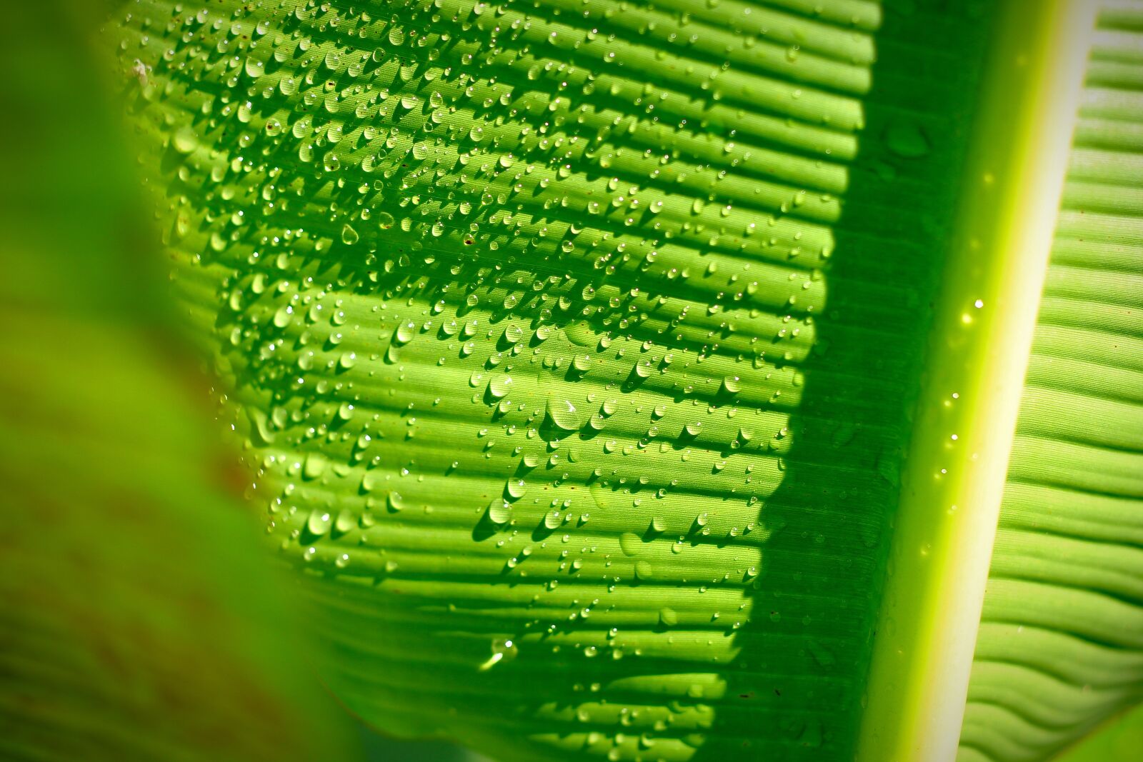Canon EOS 1200D (EOS Rebel T5 / EOS Kiss X70 / EOS Hi) + Canon EF 50mm F1.8 II sample photo. Banana leaf, nature, leaf photography