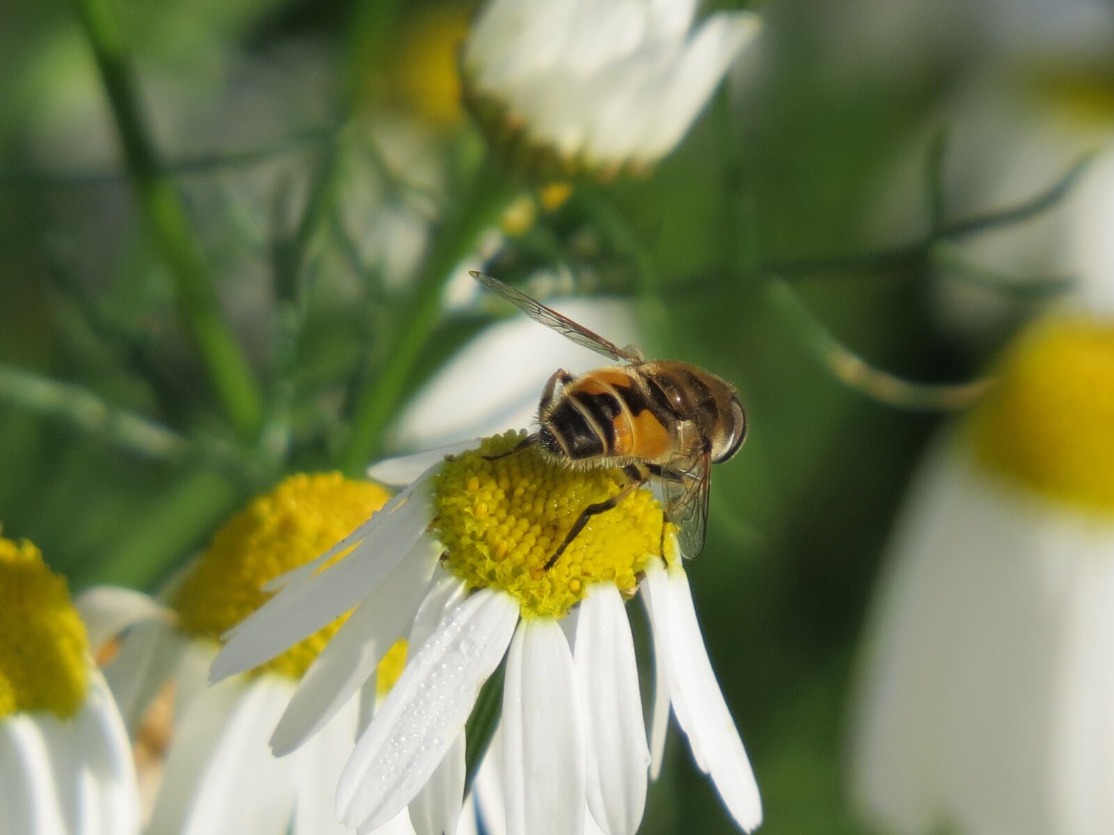 Canon PowerShot SX50 HS sample photo. Cheloveka common, insect, eristalis photography