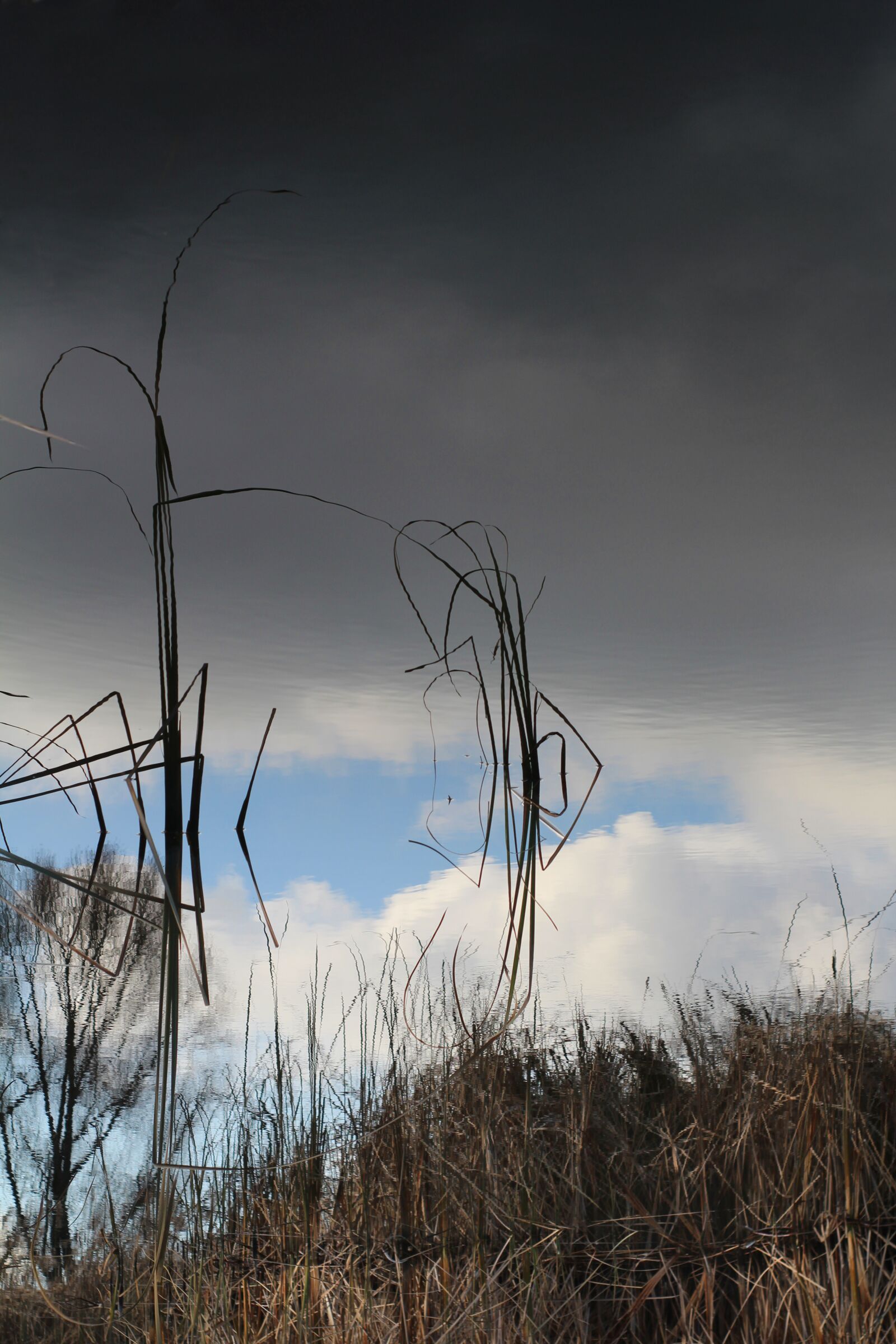 Canon EOS 1200D (EOS Rebel T5 / EOS Kiss X70 / EOS Hi) sample photo. Reeds, beach, lake photography