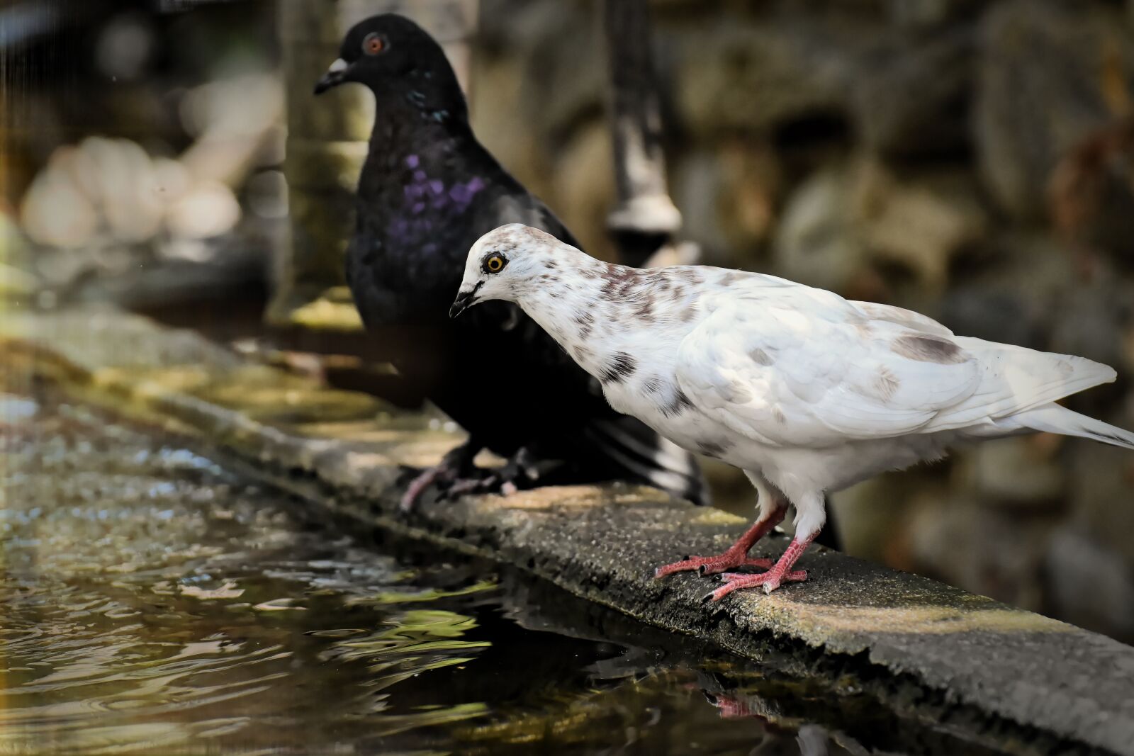 Nikon D7200 sample photo. Pigeons, various, watering hole photography