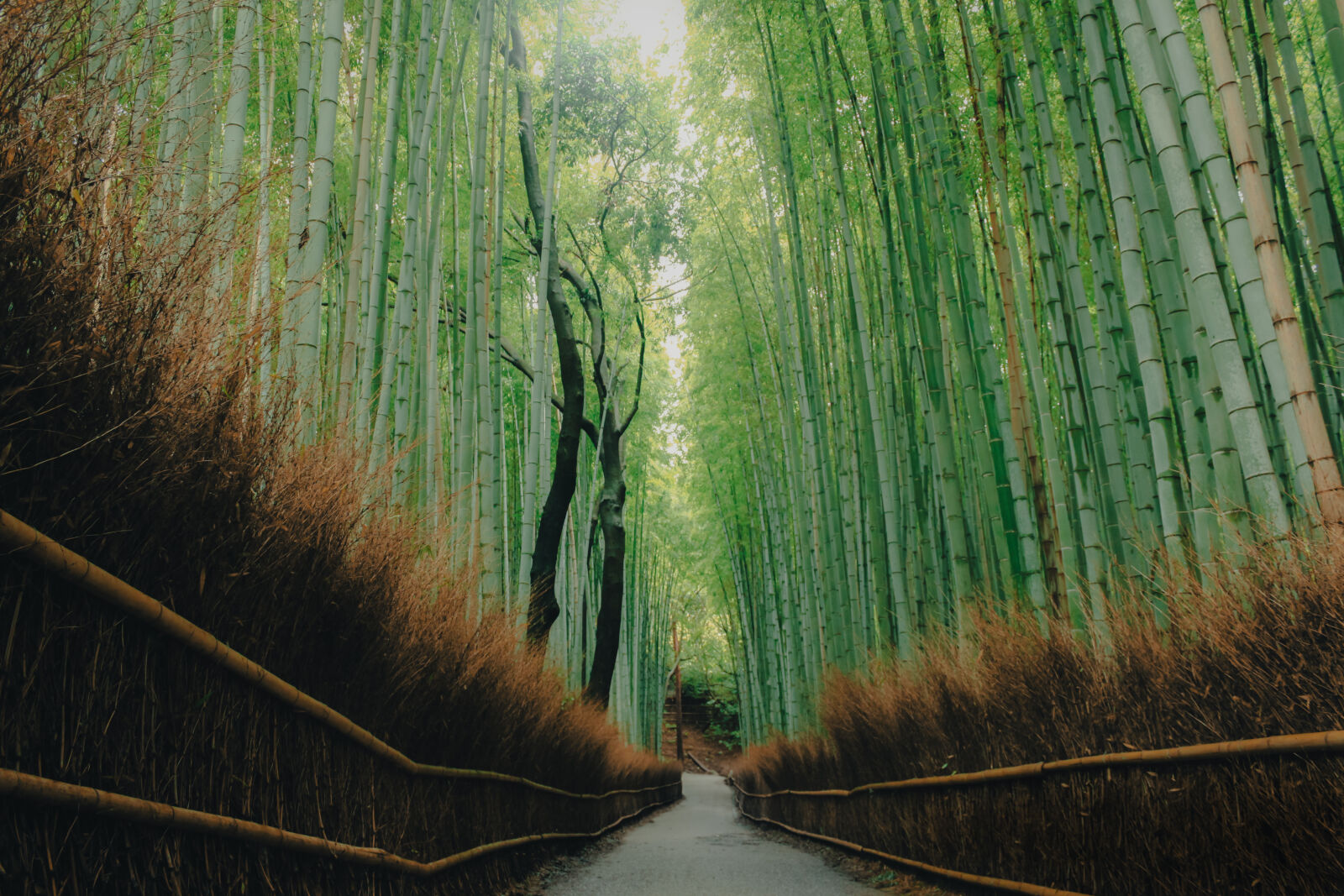 Canon EF-S 18-55mm F3.5-5.6 IS sample photo. Bamboo forest - kyoto photography