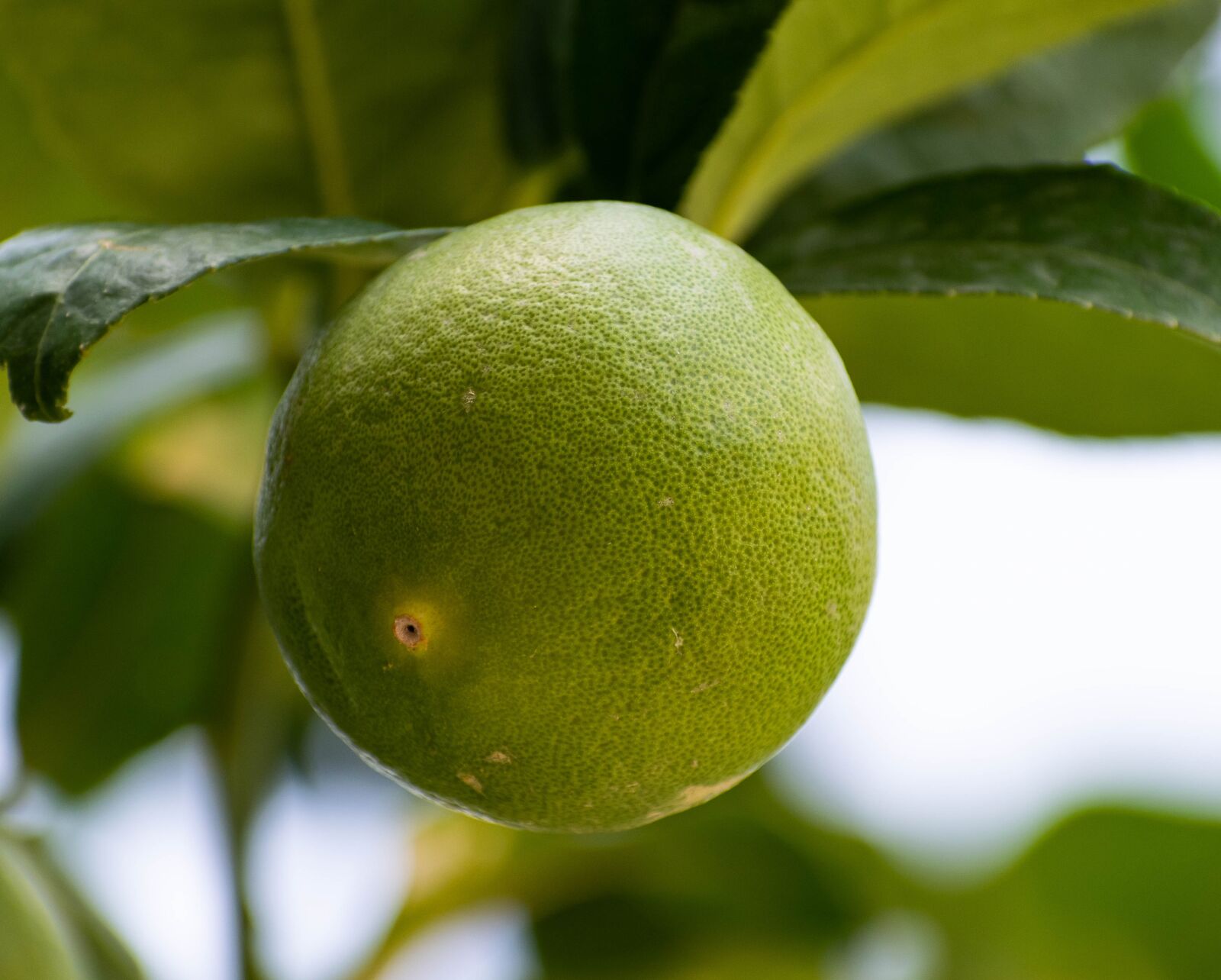 Nikon D3300 sample photo. Citrus, fruit, lemon photography