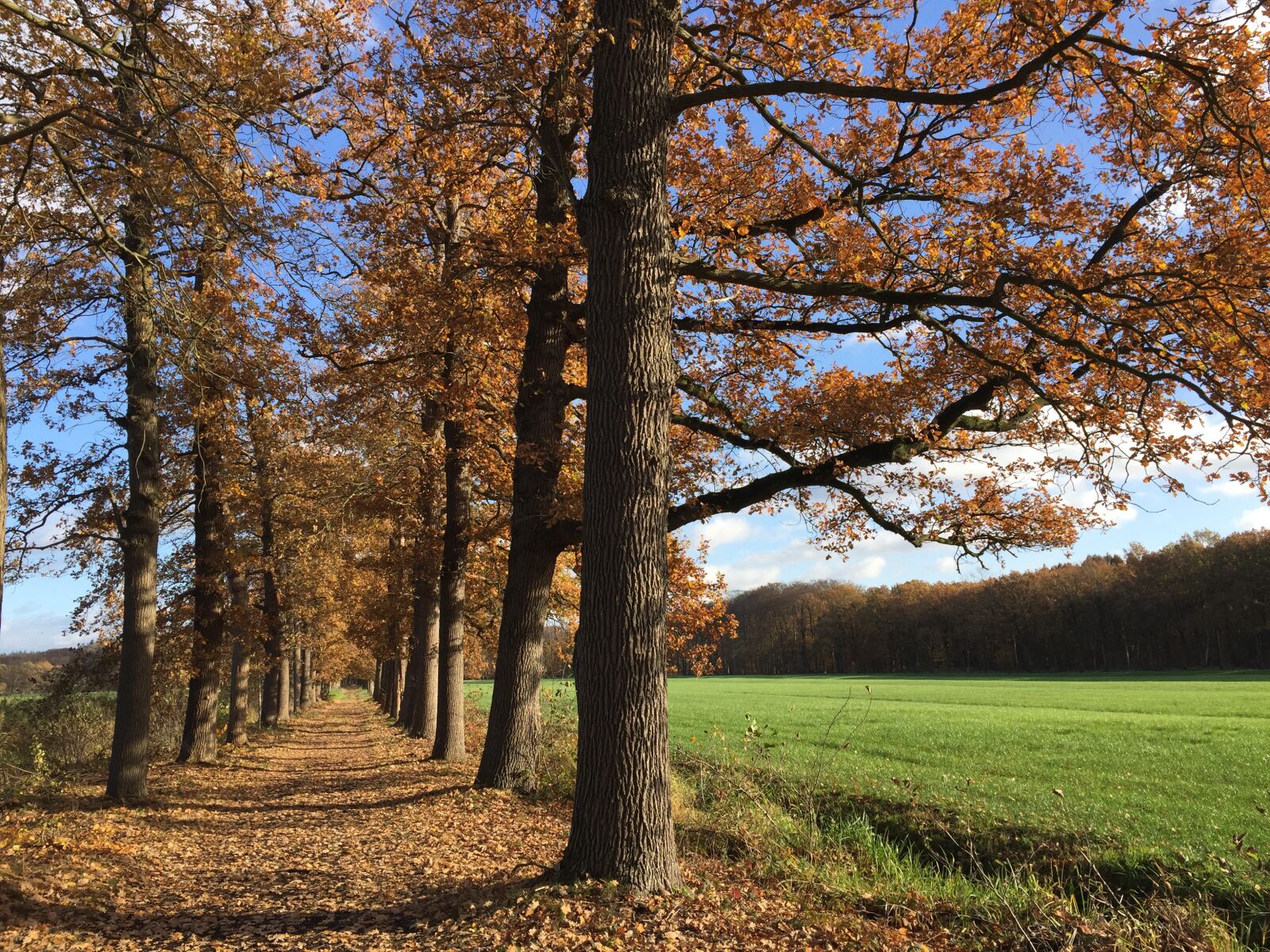iPhone 6 Plus back camera 4.15mm f/2.2 sample photo. Forest, netherlands, the utrechtse photography