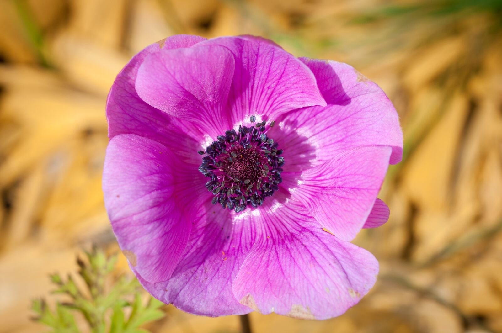Nikon D90 sample photo. Anemone, flower, blossom photography
