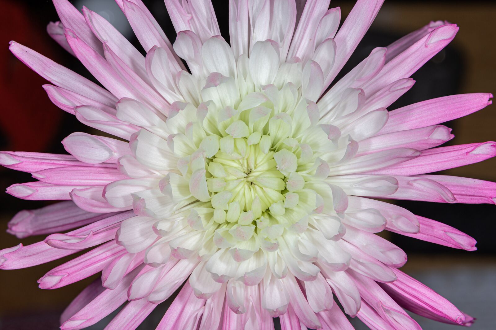 Canon EOS 6D Mark II sample photo. Flower, pink flower, focus photography