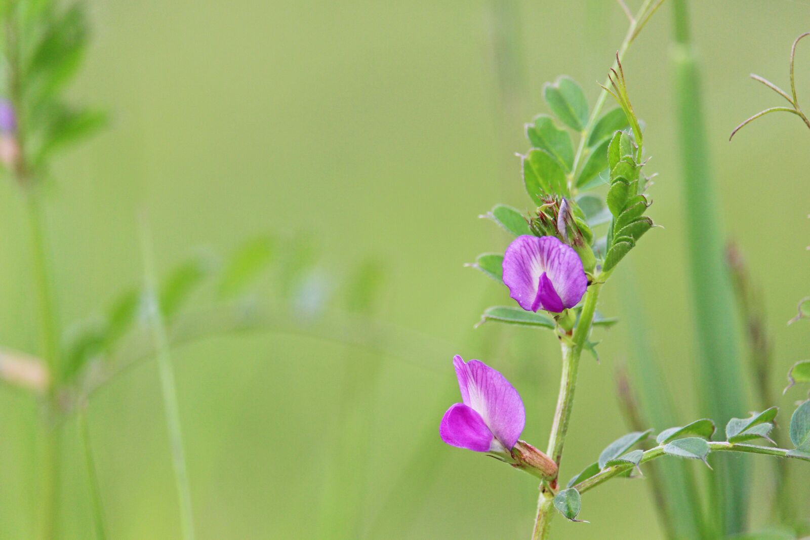 Canon EF-S 55-250mm F4-5.6 IS STM sample photo. Spring meadow, coupling, nature photography