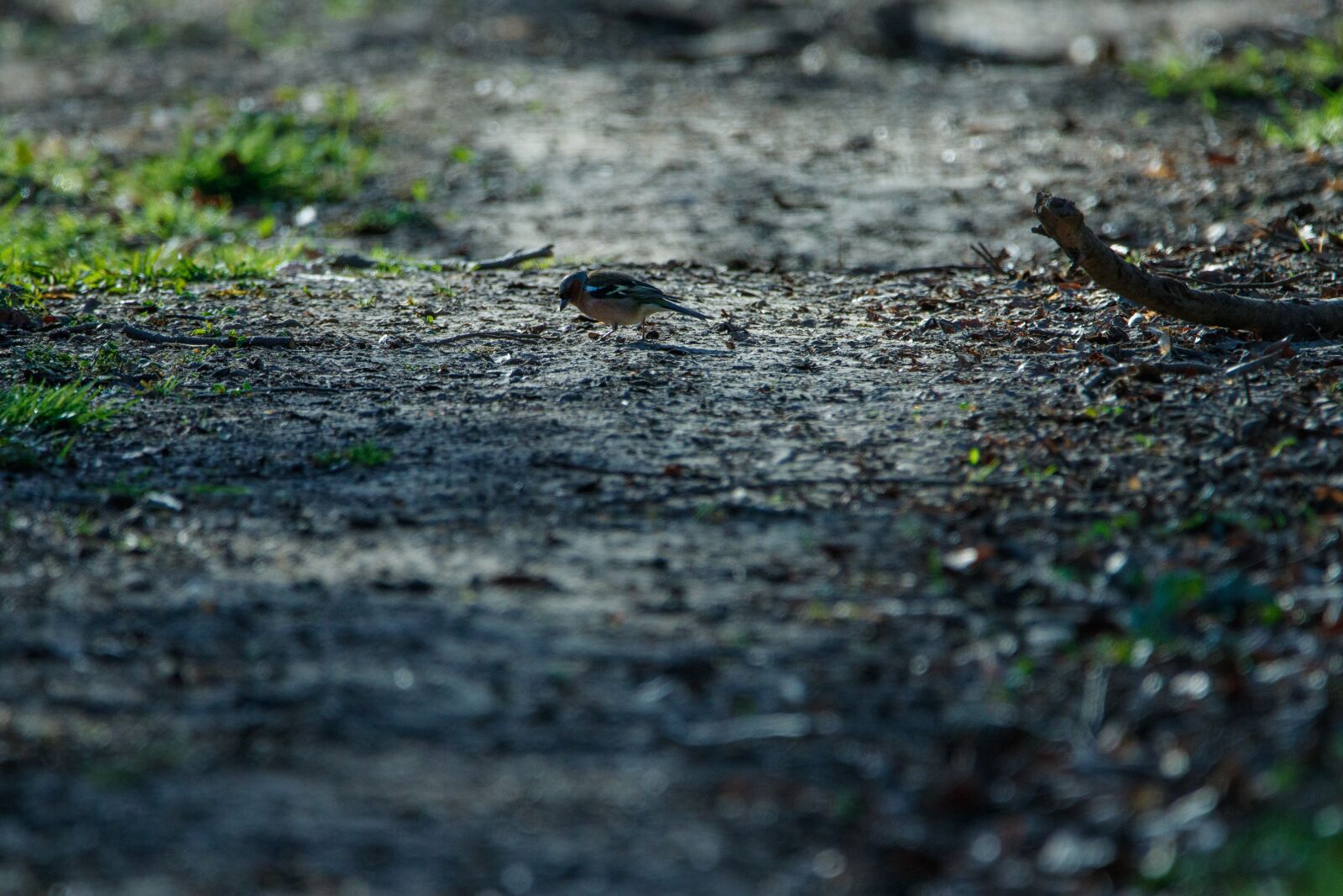 Canon EOS 80D sample photo. Sparrow, forest path, bird photography
