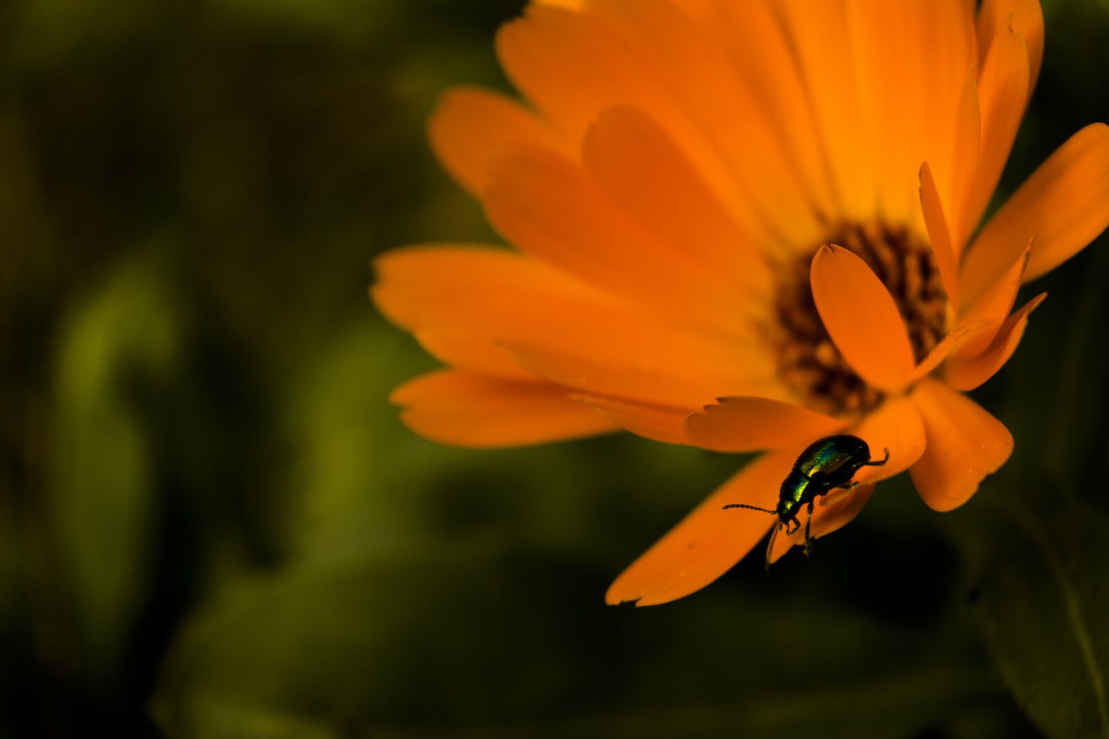 Nikon D3300 sample photo. Flower, calendula, orange photography