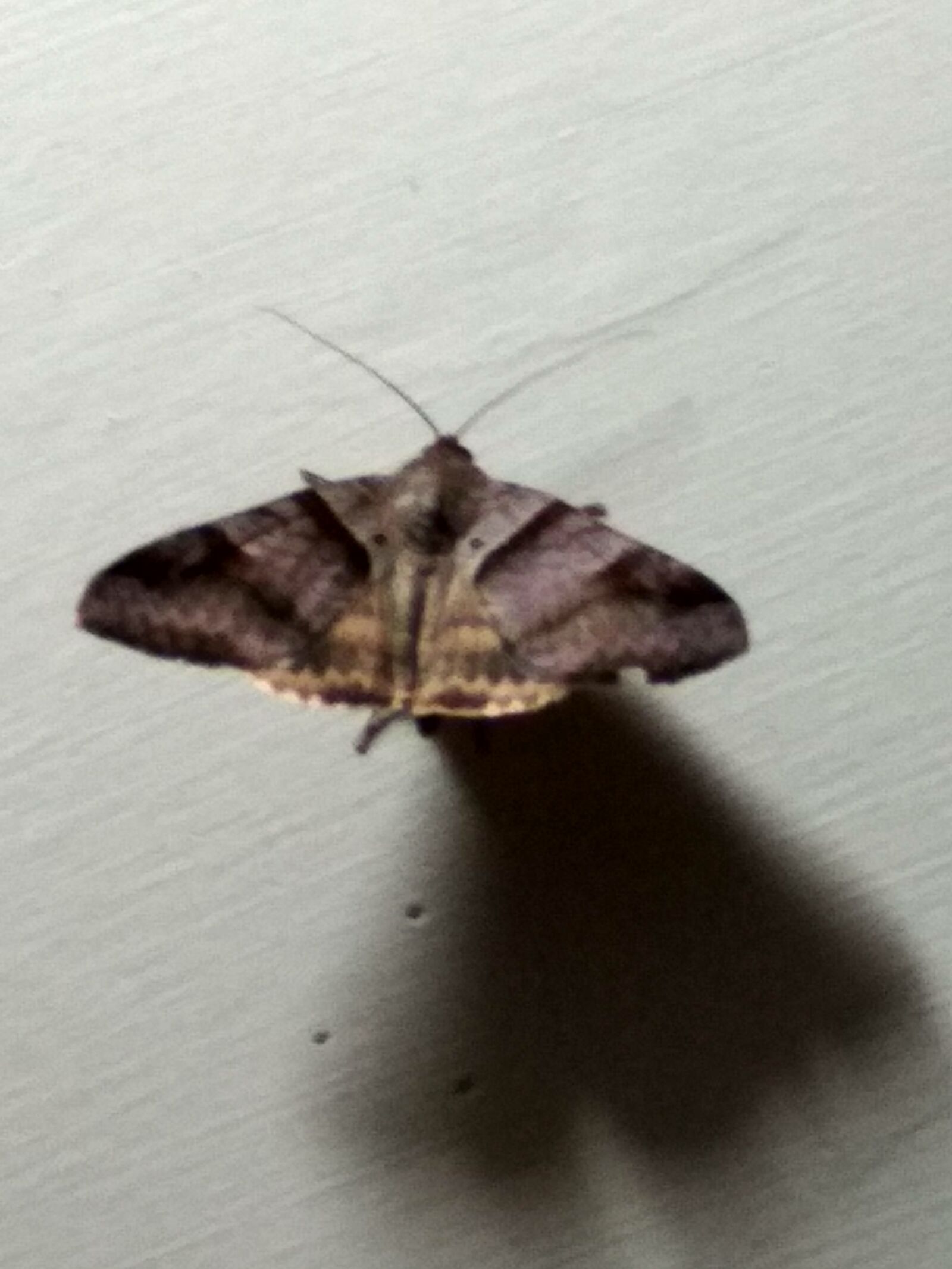 Xiaomi Redmi 4 Pro sample photo