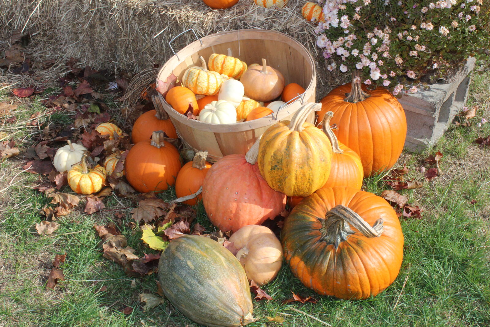 Canon EOS 1200D (EOS Rebel T5 / EOS Kiss X70 / EOS Hi) sample photo. Autumn, basket, pumpkin photography