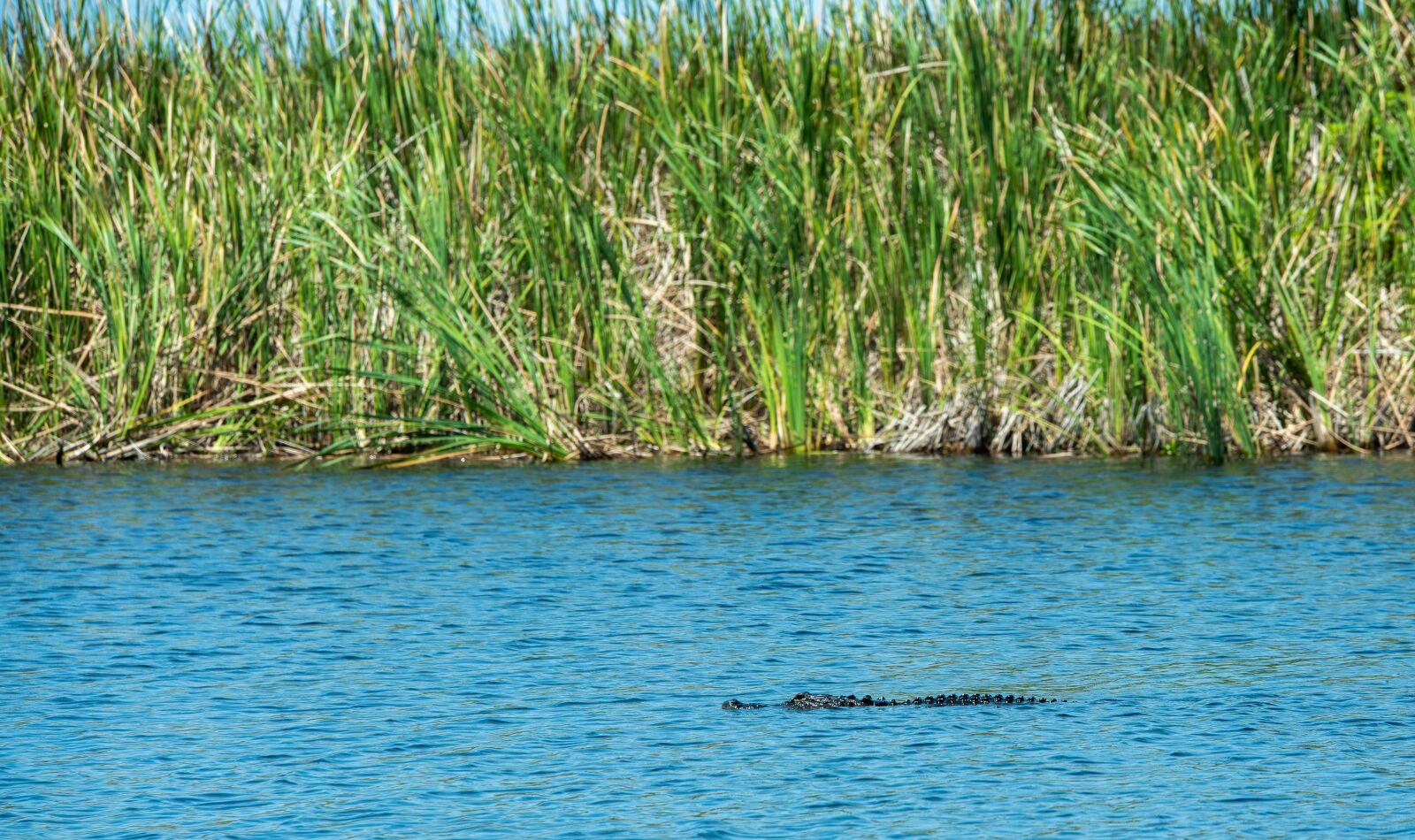 Nikon D750 sample photo. Alligator, lake, reptile photography