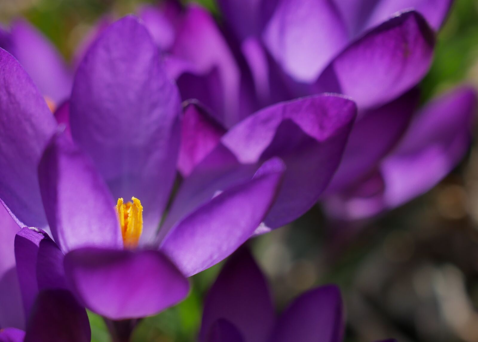Panasonic DMC-G81 sample photo. Crocus, purple, spring photography