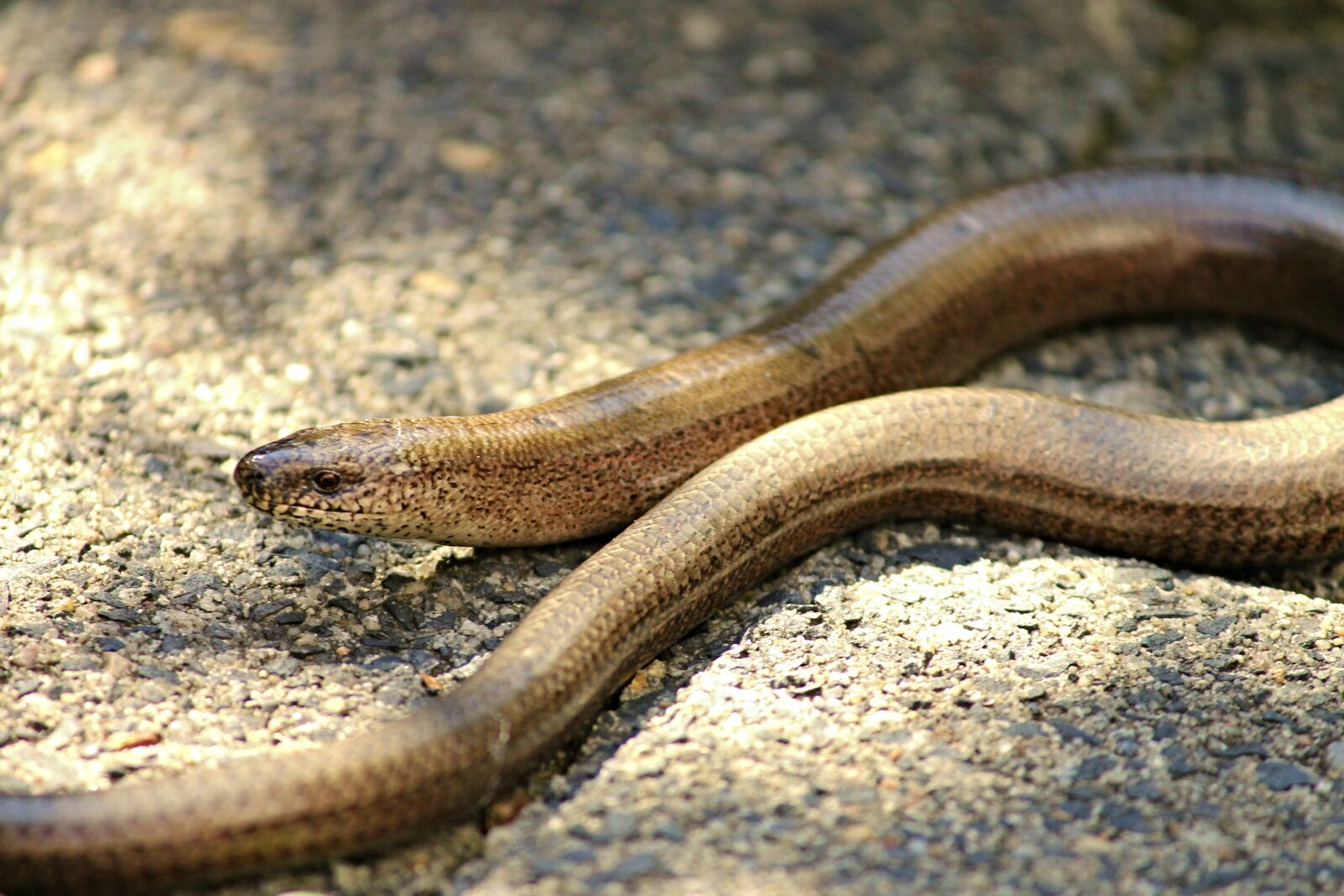 Canon EOS 1100D (EOS Rebel T3 / EOS Kiss X50) sample photo. Slow worm, lizard, reptile photography