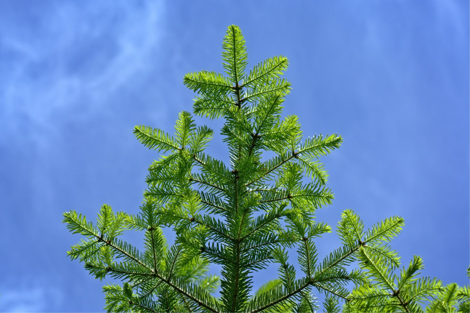 55.0-200.0mm f/4.0-f/5.6 sample photo. Tannenzweig, branch, fir tree photography