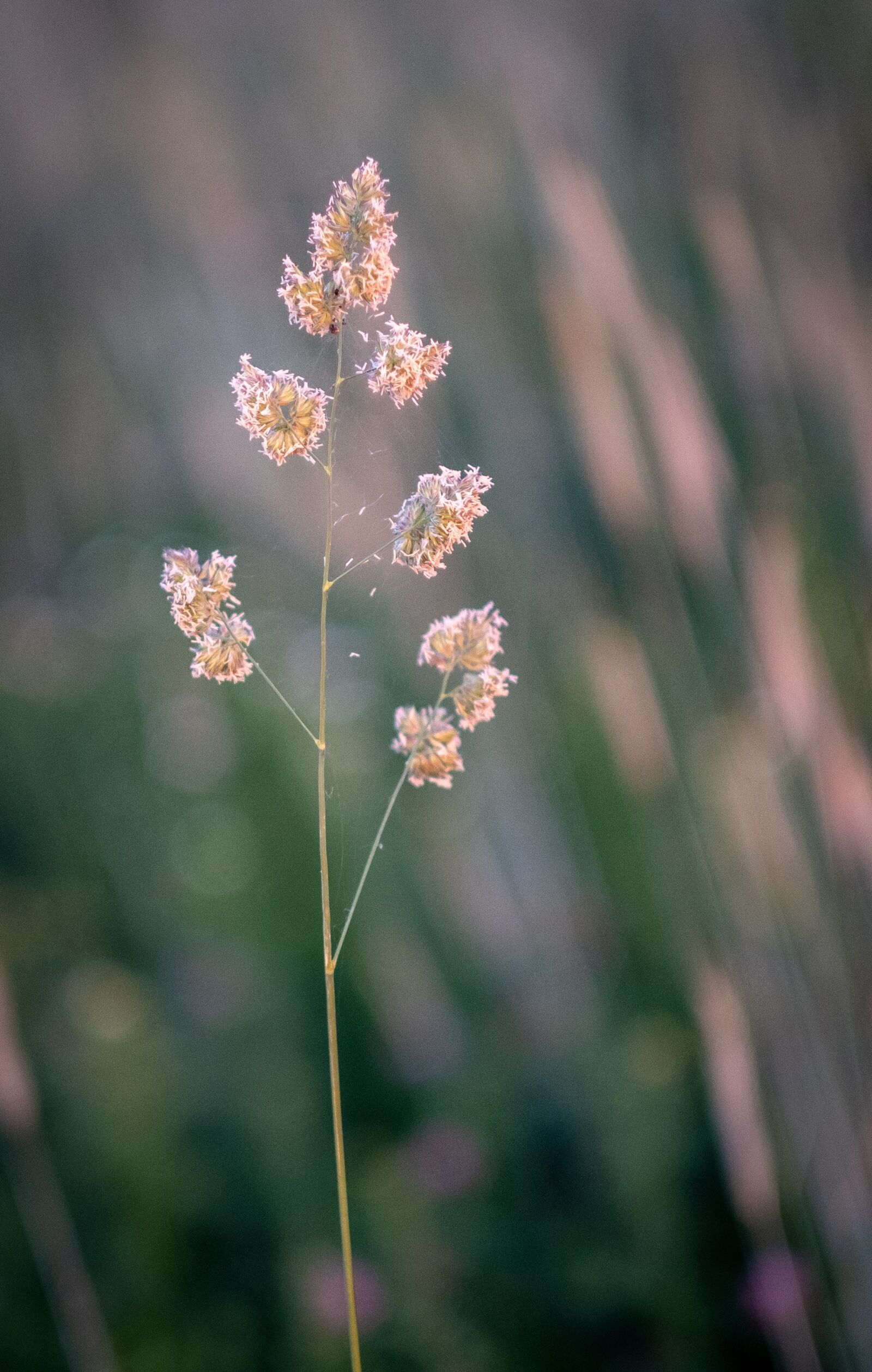 Fujifilm X-T2 + Fujifilm XF 56mm F1.2 R sample photo. Blade of grass, halm photography