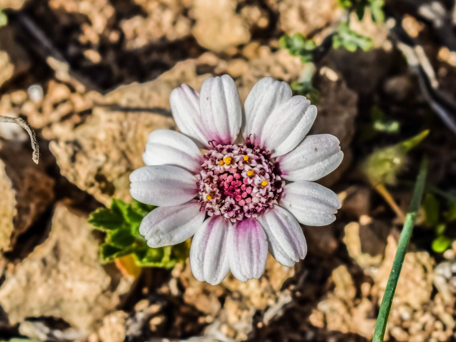 Nikon D3300 sample photo. Anthemis tricolor, wildflower, daisy photography