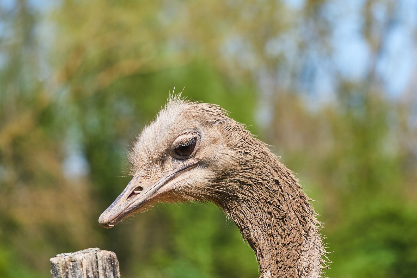 Sony E 55-210mm F4.5-6.3 OSS sample photo. Bouquet, bird, animal photography