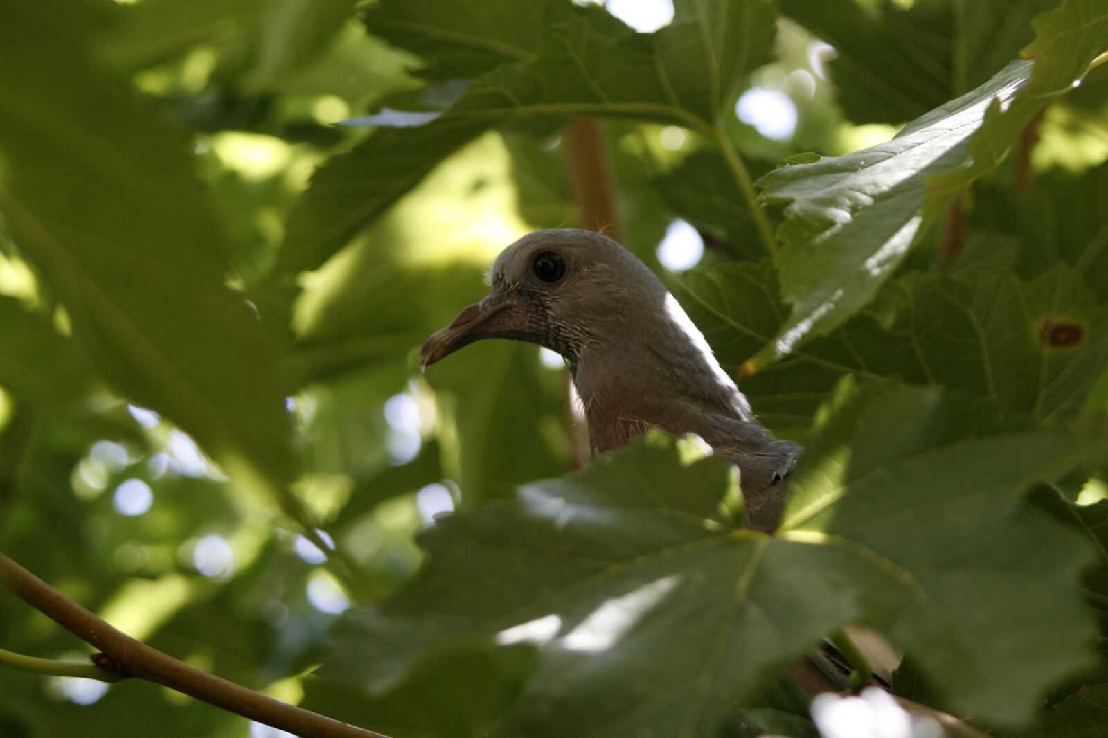 Canon EOS 30D sample photo. Nature, outdoors, tree photography
