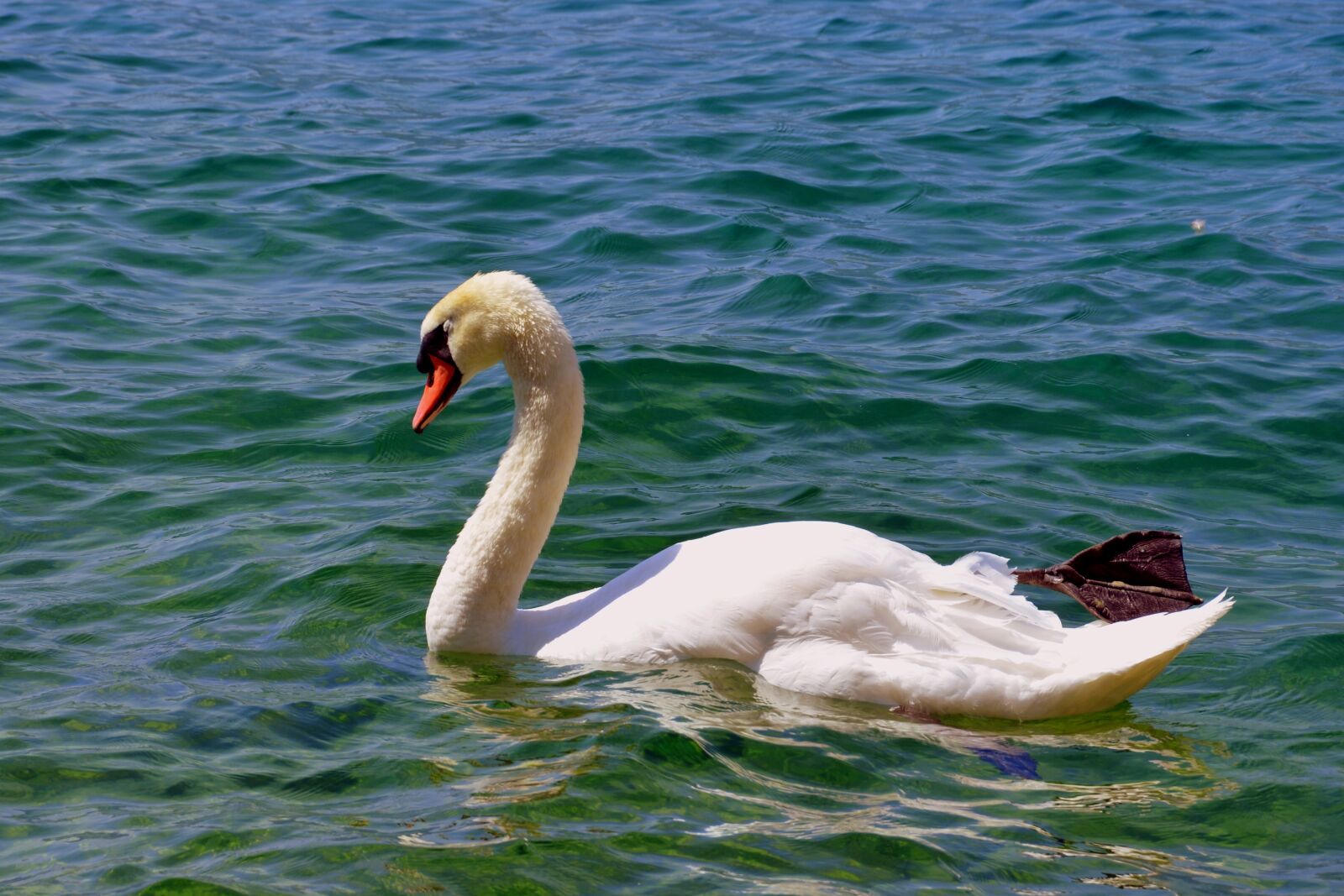 Nikon D7100 sample photo. Swan, lake, water photography