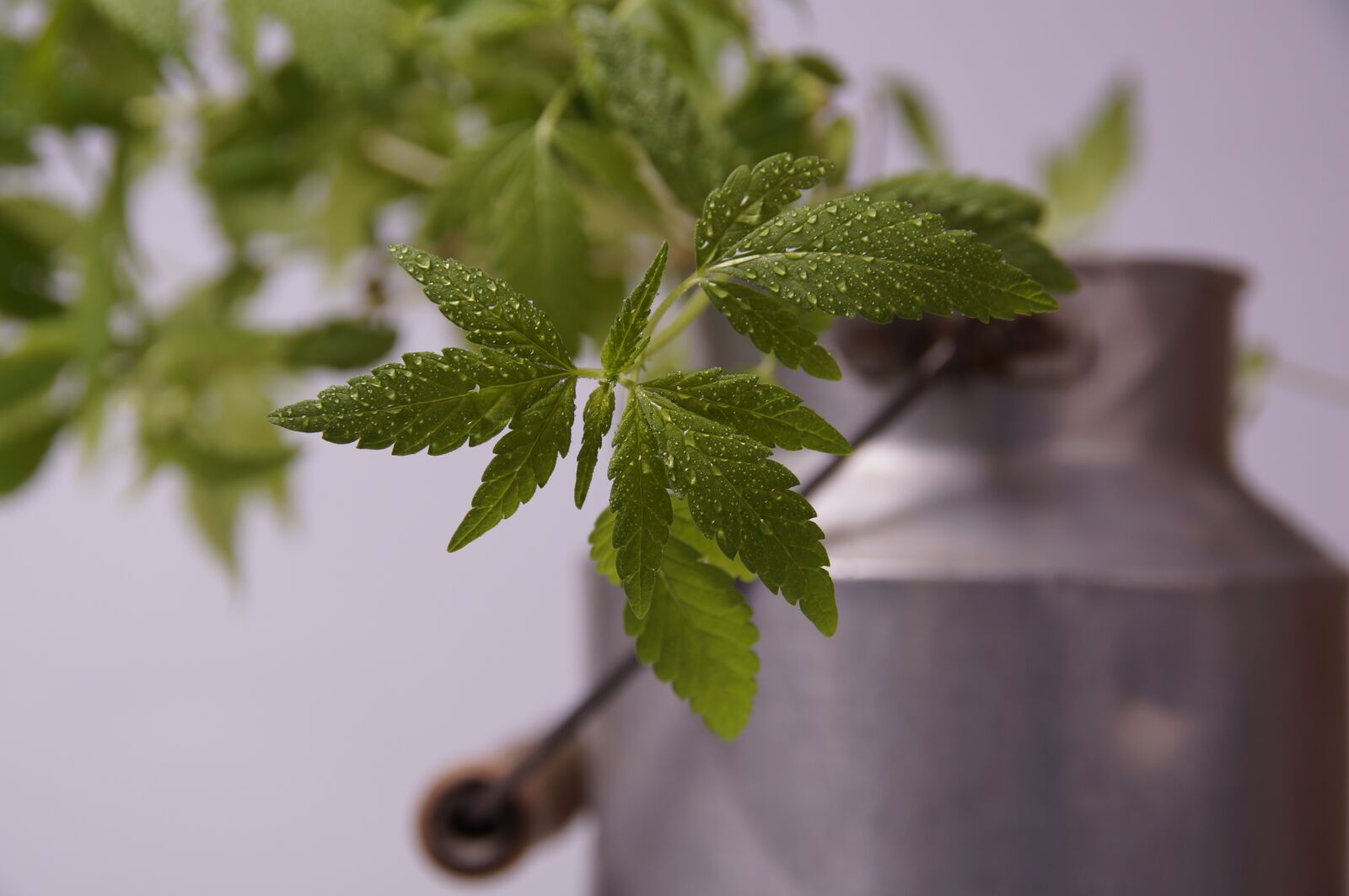 Sony SLT-A37 sample photo. Hemp, seedling, hemp leaf photography
