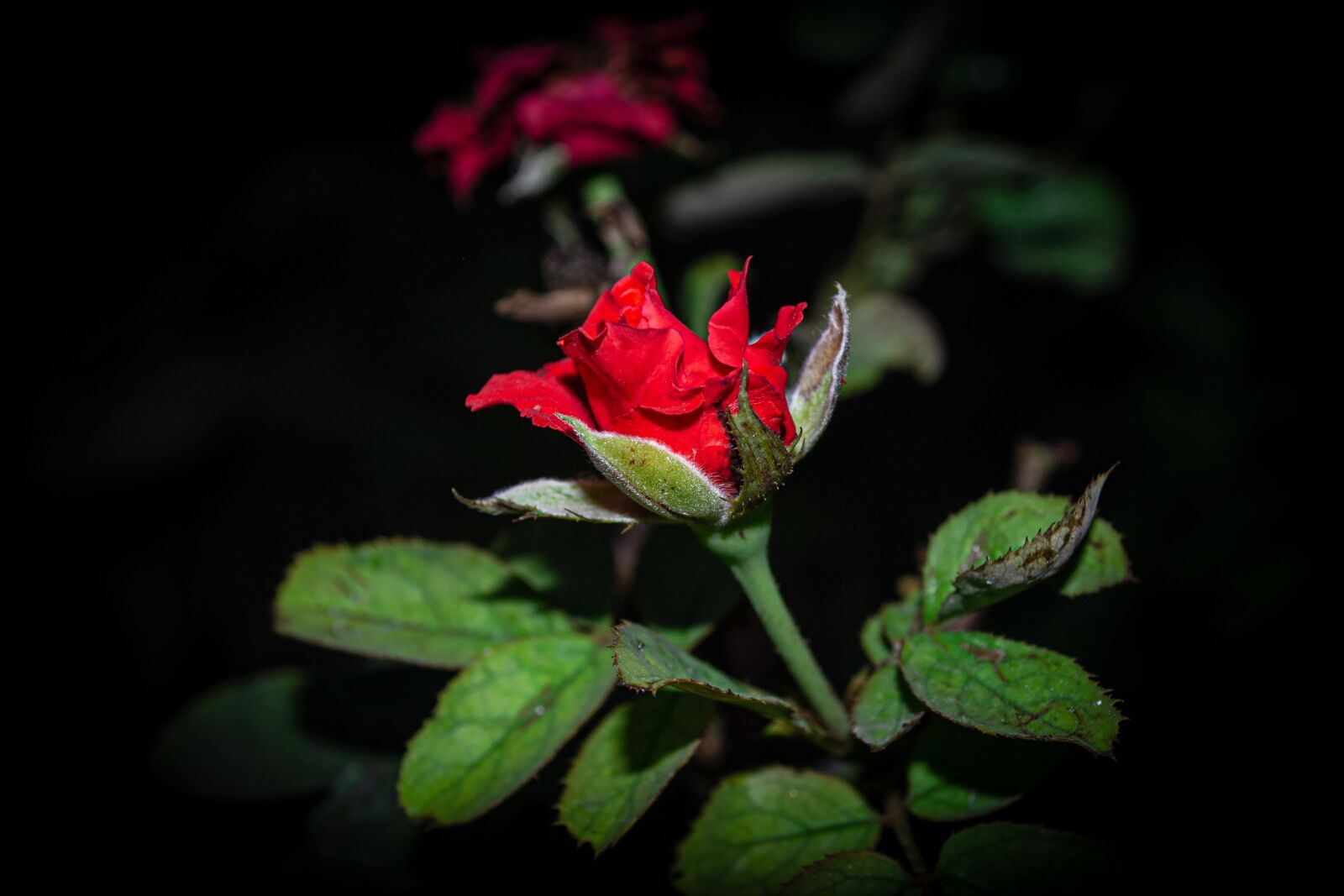 Nikon D3100 sample photo. Rose, flower, petals photography