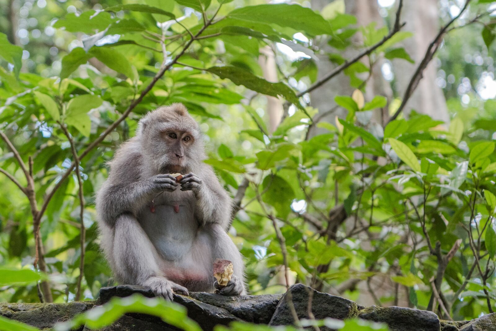 Nikon D750 sample photo. Balinese long tailed macaque photography