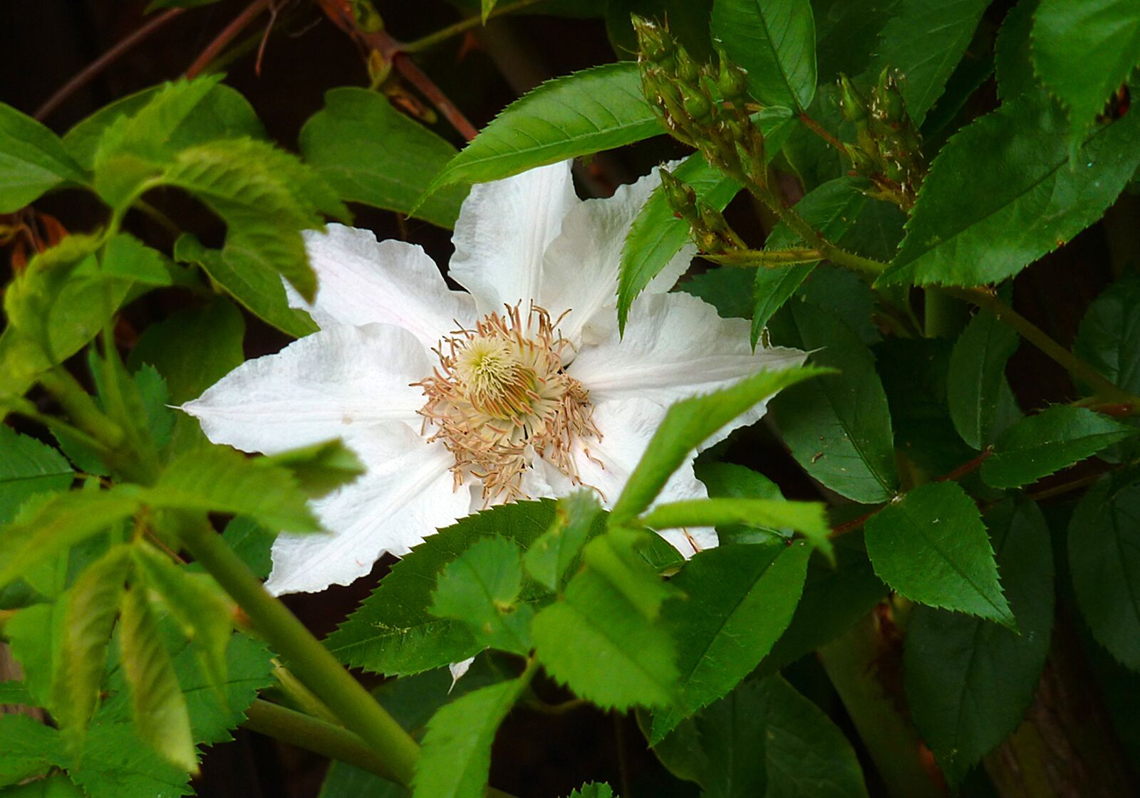 Panasonic DMC-TZ7 sample photo. Clematis, hahnenfu gew chs photography