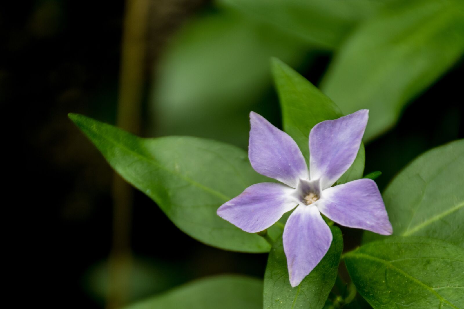 Nikon D5600 sample photo. Flower, nature, garden photography
