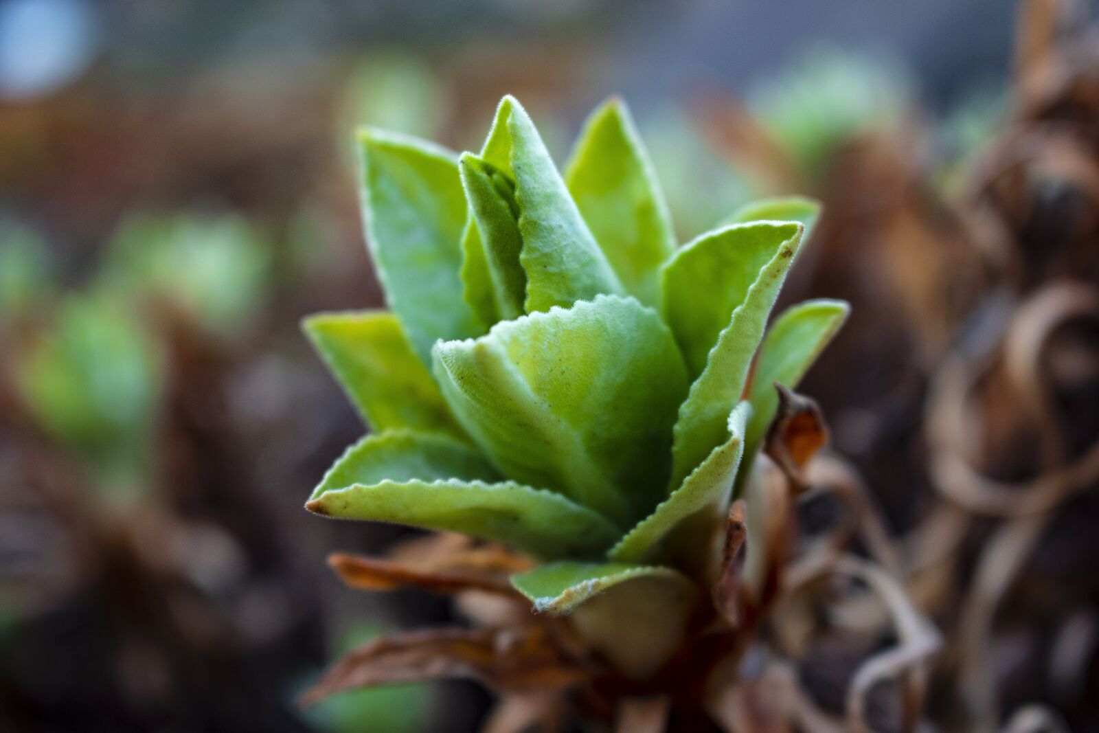 Canon EOS 70D sample photo. Iceland, reykjavik, botanical garden photography