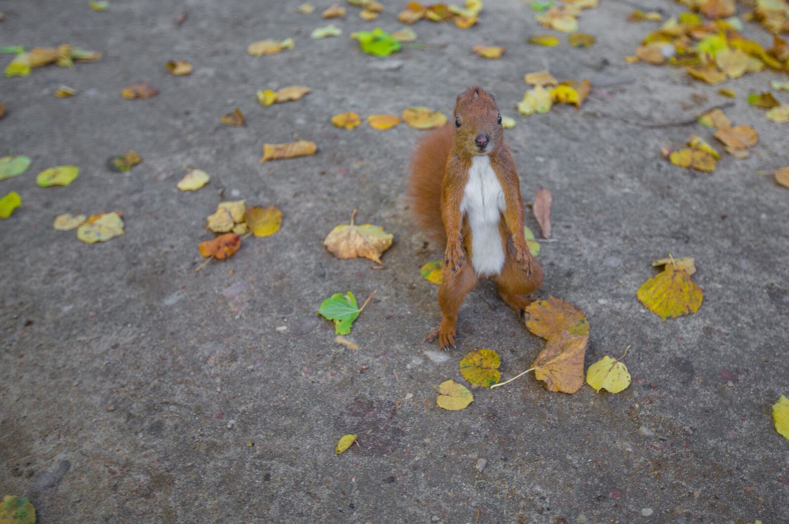 Nikon D90 sample photo. Animal, dry leaves, squirrel photography