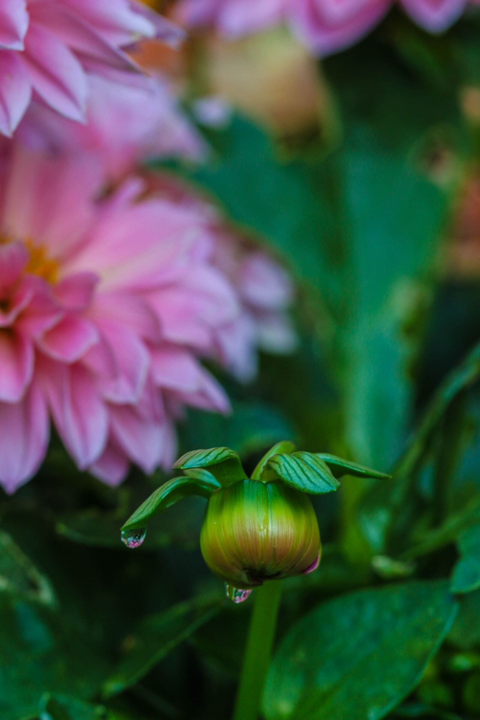 Canon EOS 7D Mark II sample photo. Garden flower, flower, garden photography