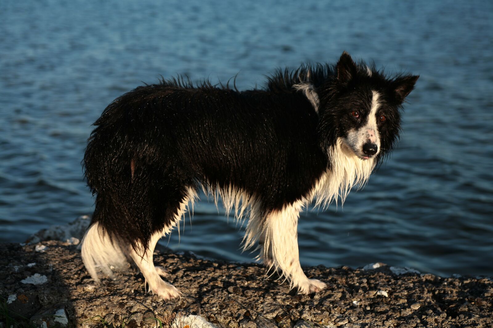 Canon EOS 5D sample photo. Collie, dog, pet photography
