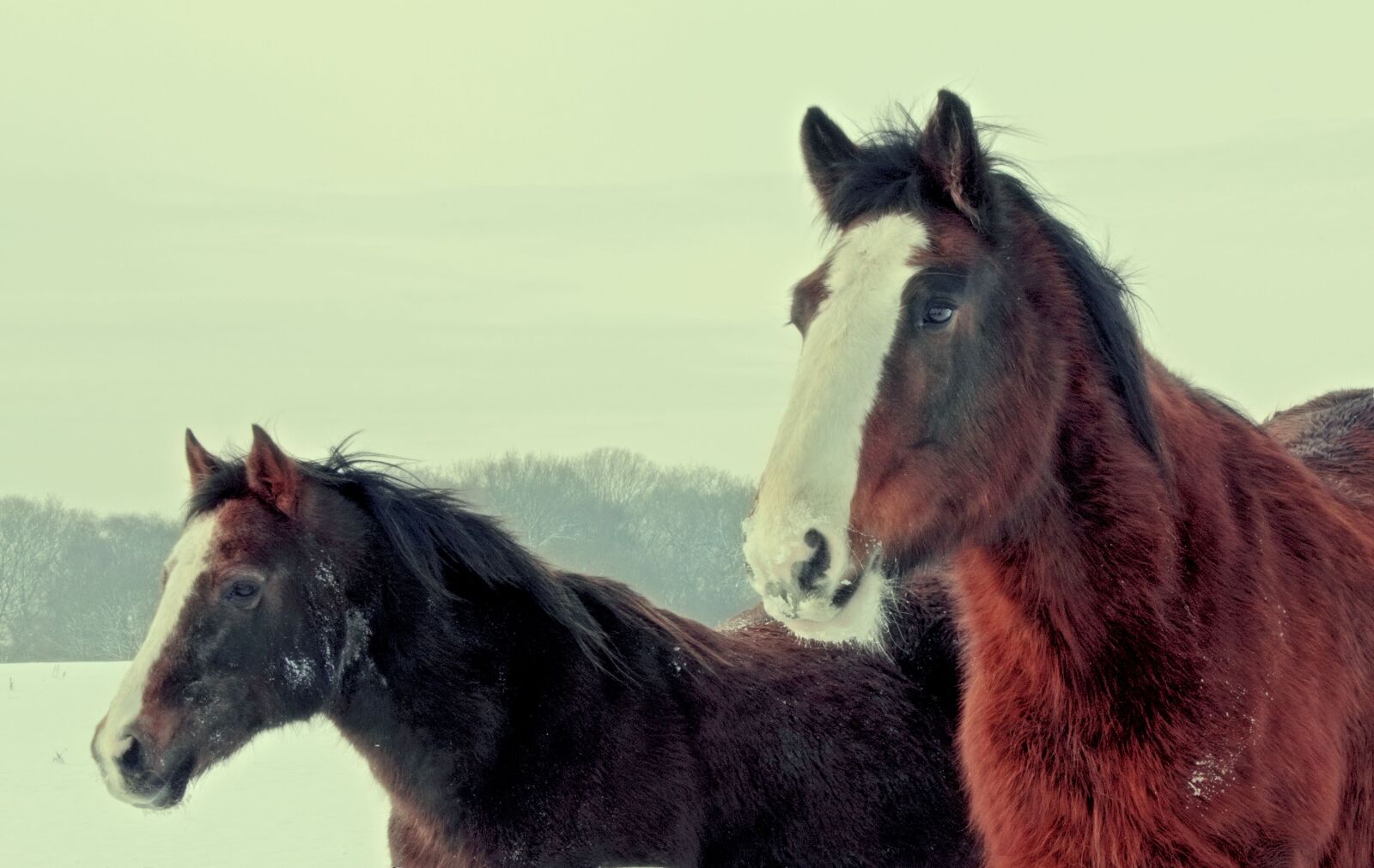 Canon EOS 550D (EOS Rebel T2i / EOS Kiss X4) sample photo. Animals, brown, horse, horse photography
