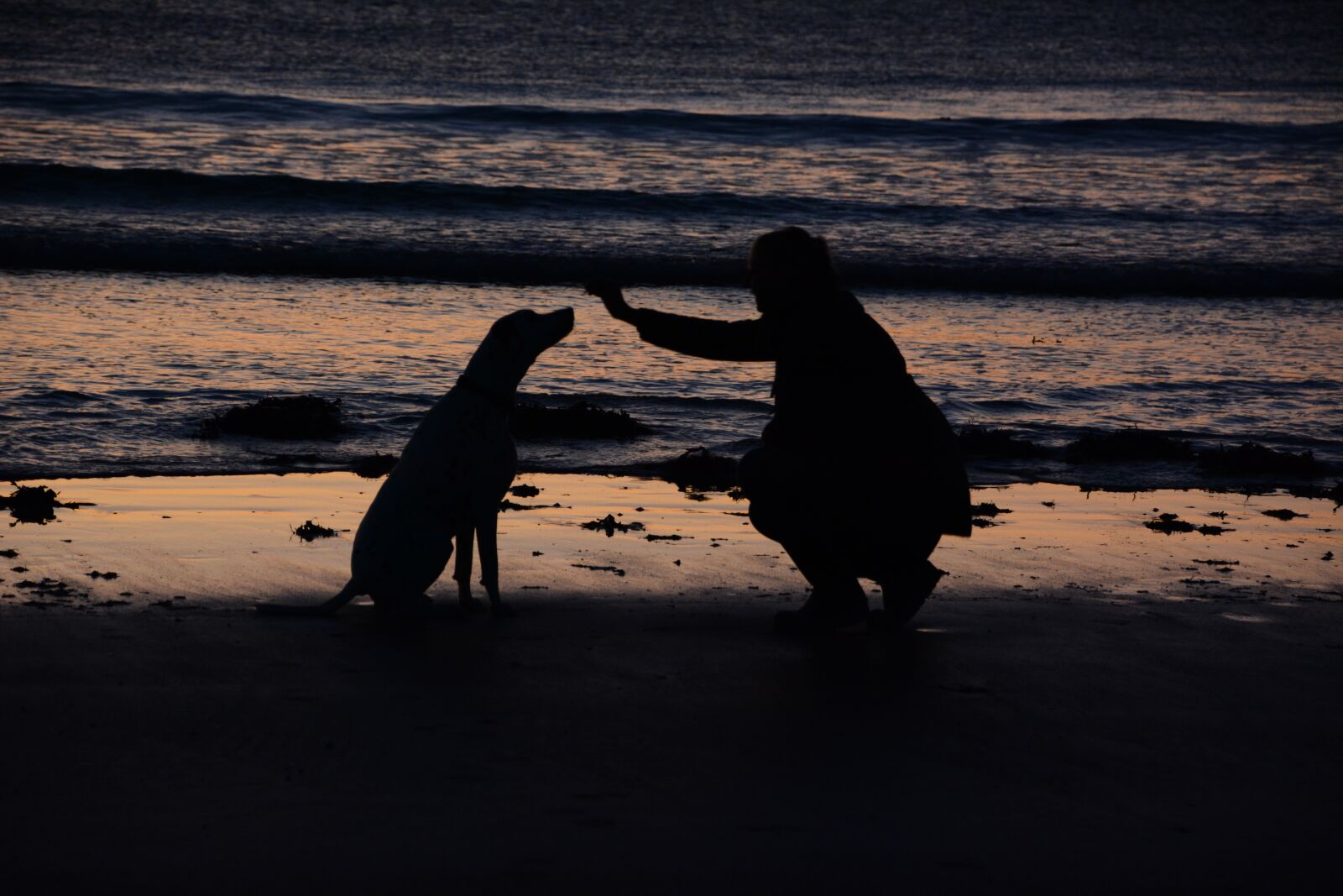 Nikon D7100 sample photo. Woman, dog, sea photography