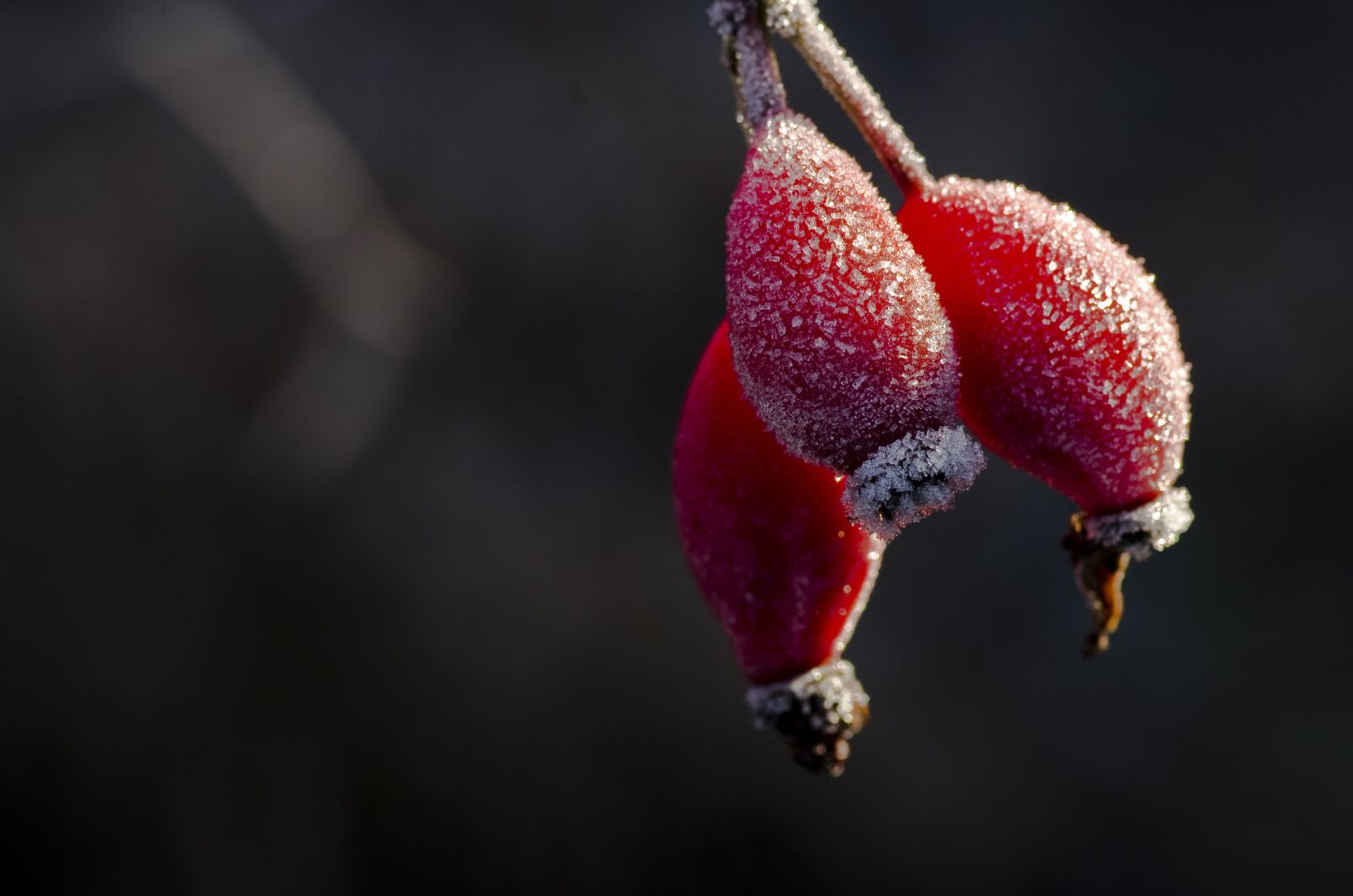 Pentax K-30 sample photo. Rose hip, hiffe, frost photography
