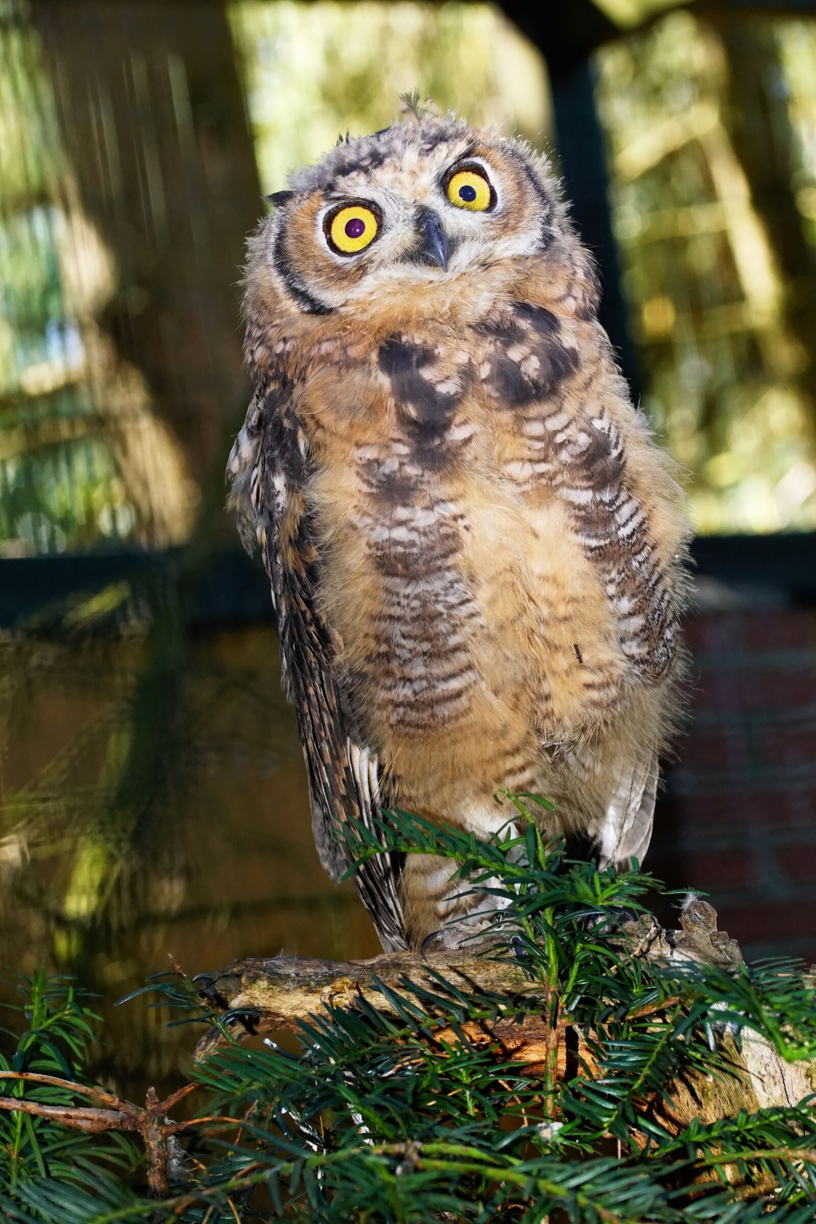 Sony SLT-A68 + 105mm F2.8 sample photo. Owl, bird, cave owl photography