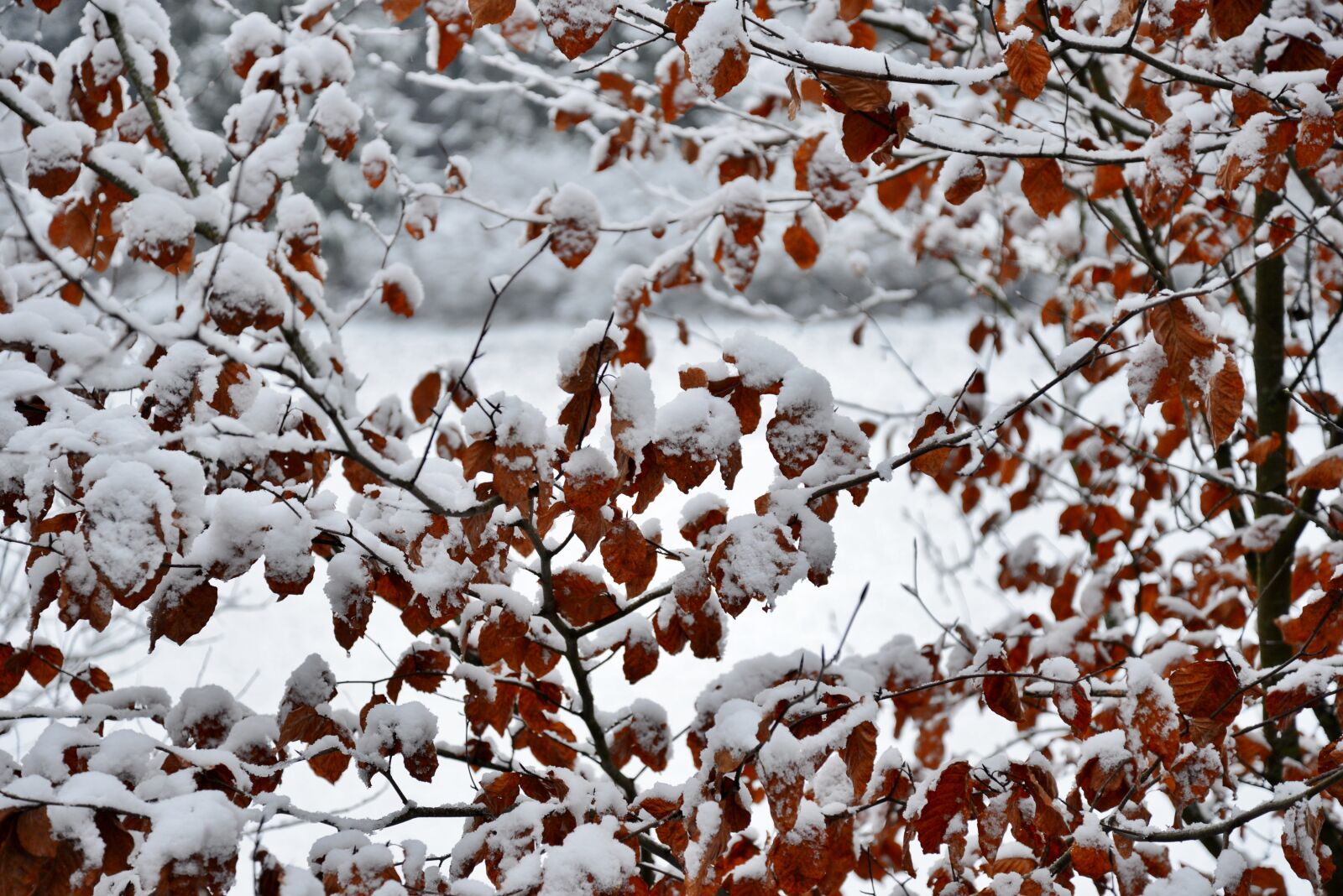 Nikon D600 sample photo. Bush, snow, winter photography