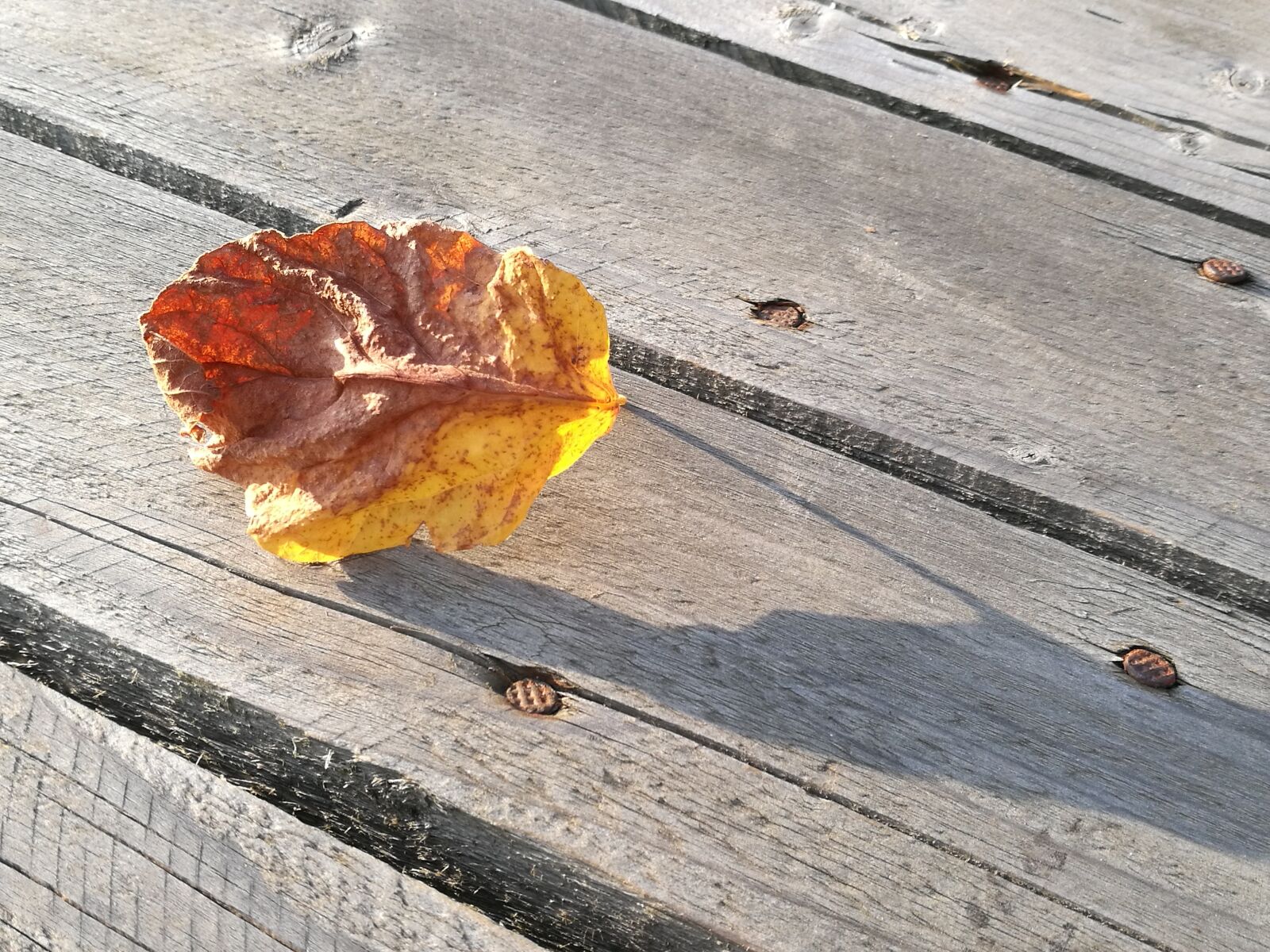 HUAWEI P9 sample photo. Foliage, dry, plank photography