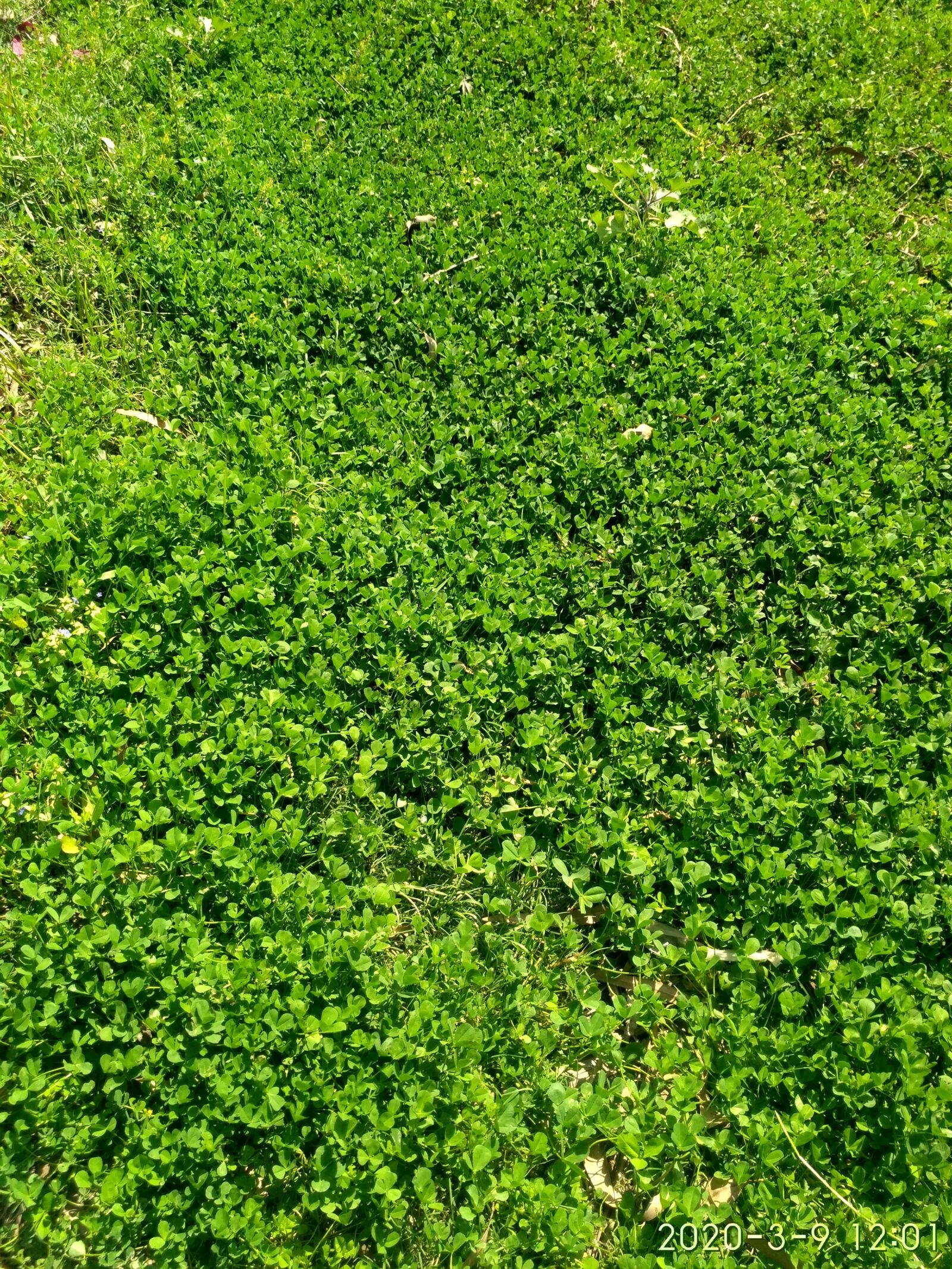Xiaomi Redmi 3S sample photo. Green field, green grass photography