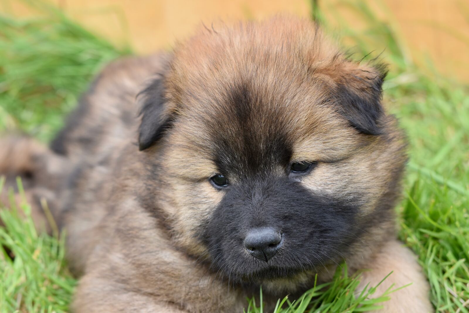 Nikon D5600 sample photo. Dog, puppy, pup photography